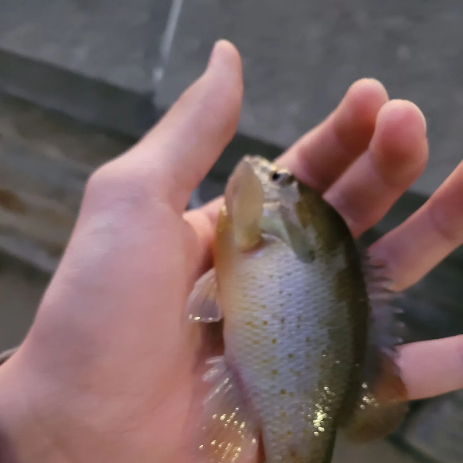 Redbreast sunfish caught on Fishbrain