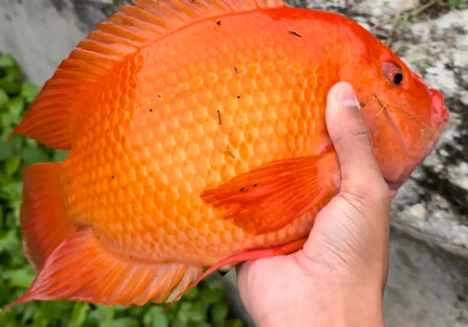 Midas cichlid