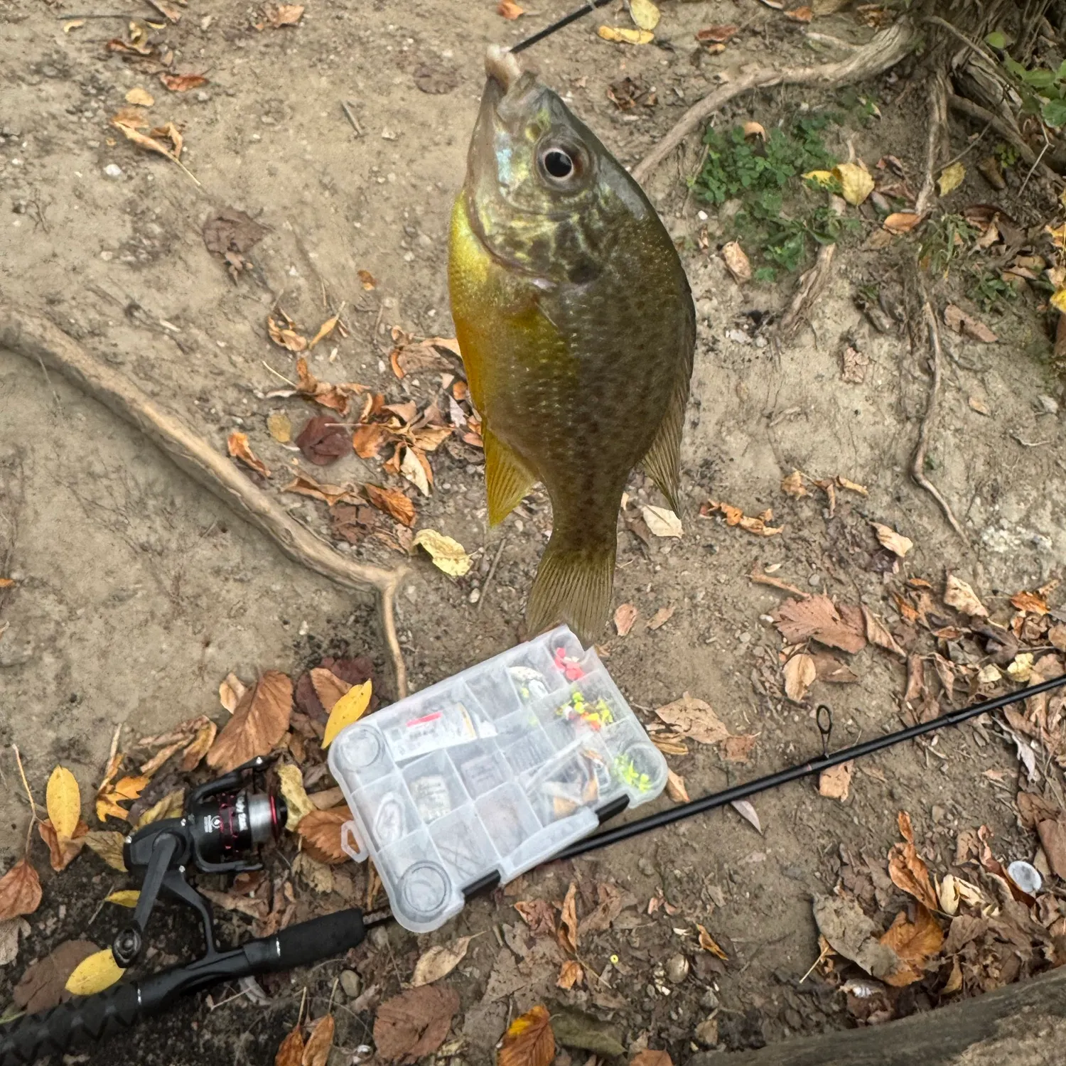 Pumpkinseed caught on Fishbrain