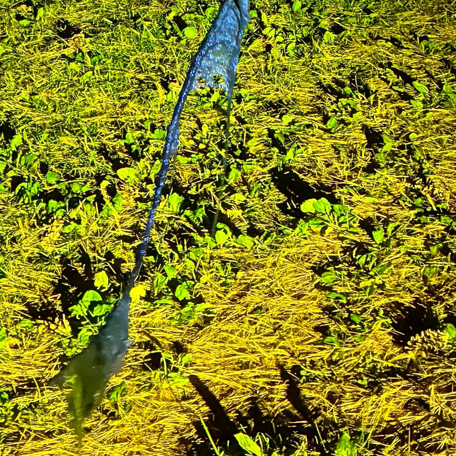 Fish caught on Fishbrain