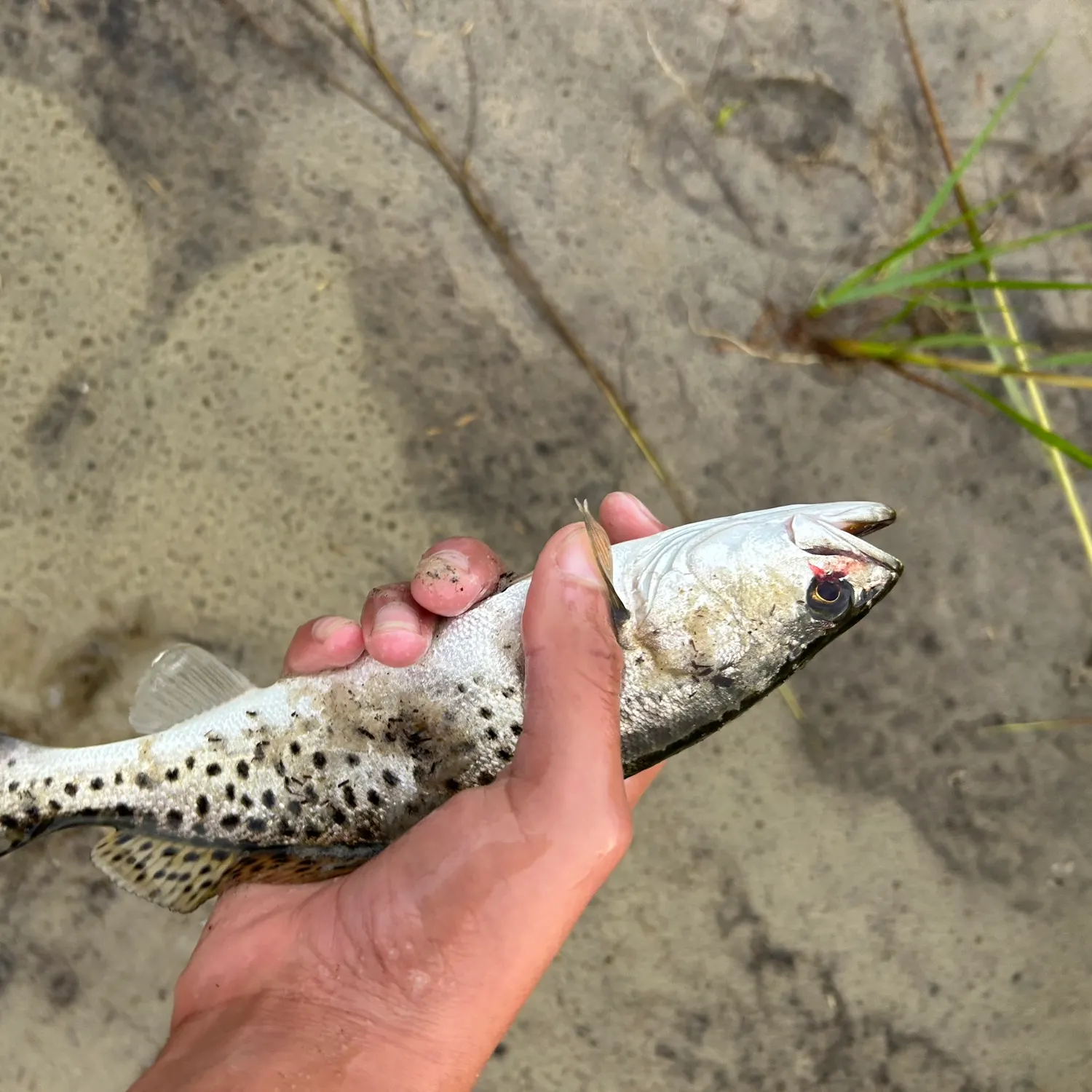 Spotted seatrout caught on Fishbrain