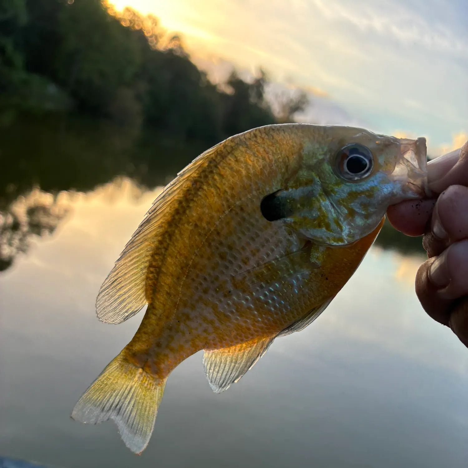 Bluegill caught on Fishbrain