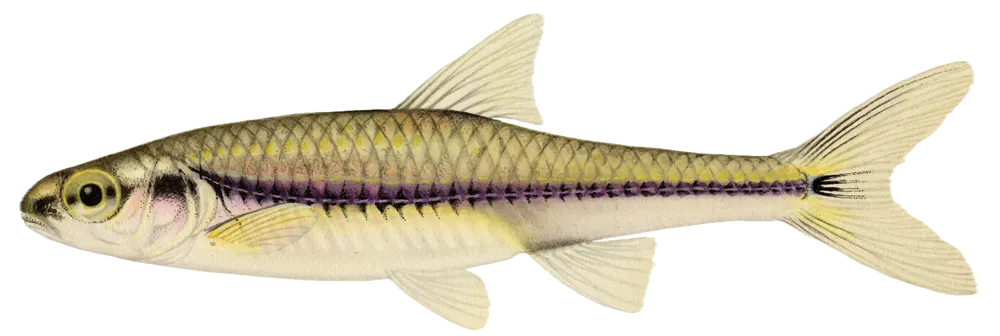 Swallowtail shiner