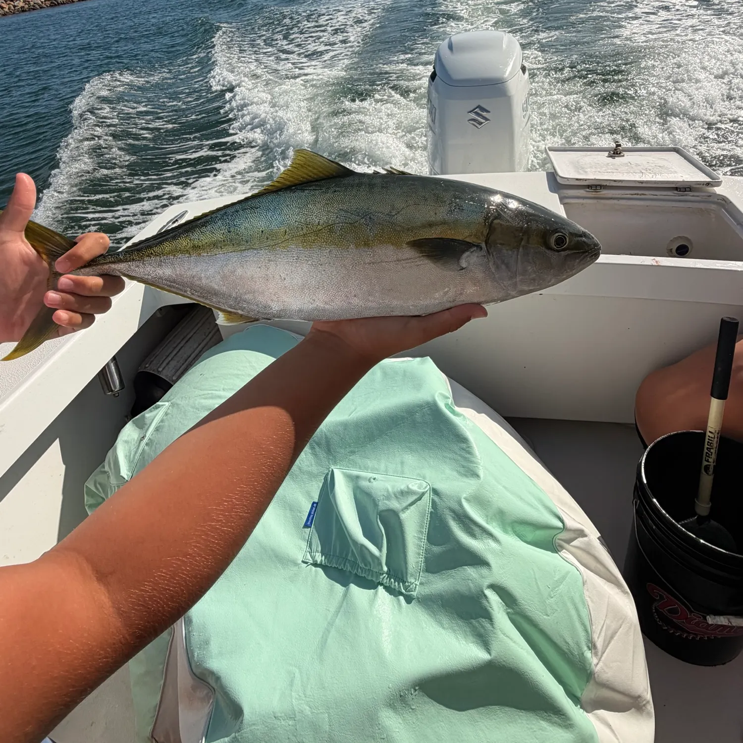 The most recent California yellowtail amberjack catches on Fishbrain