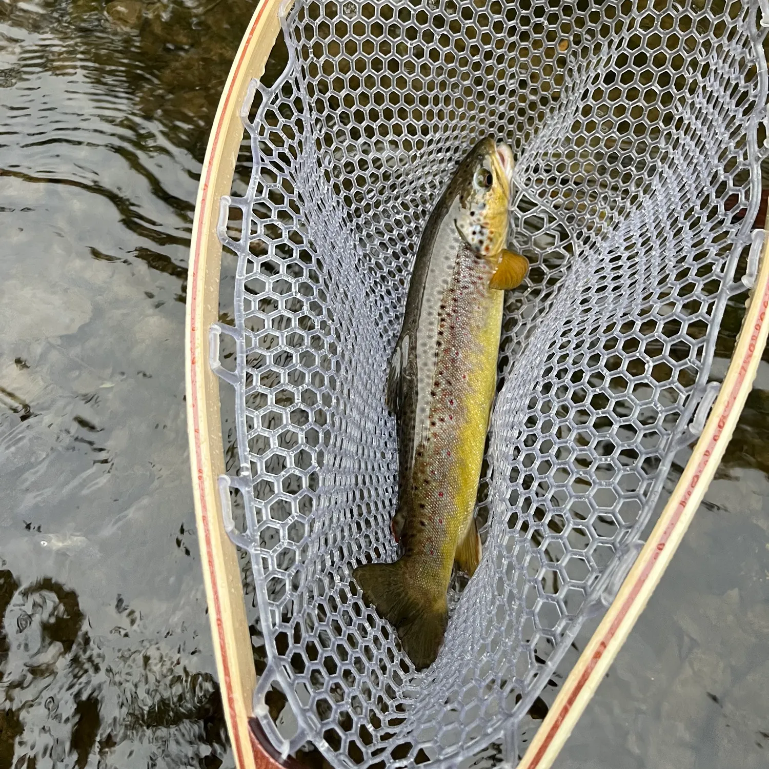 Brown trout caught on Fishbrain