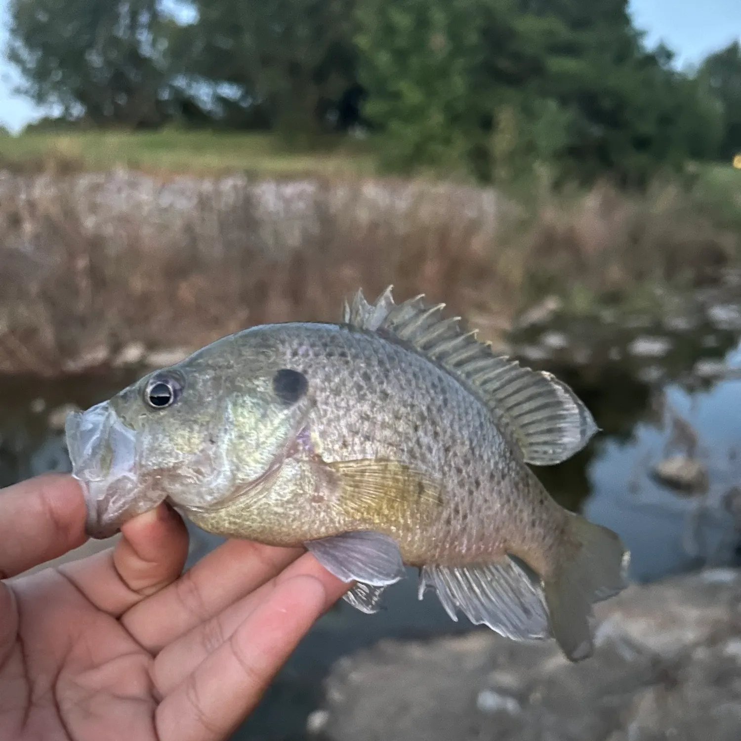 Warmouth caught on Fishbrain