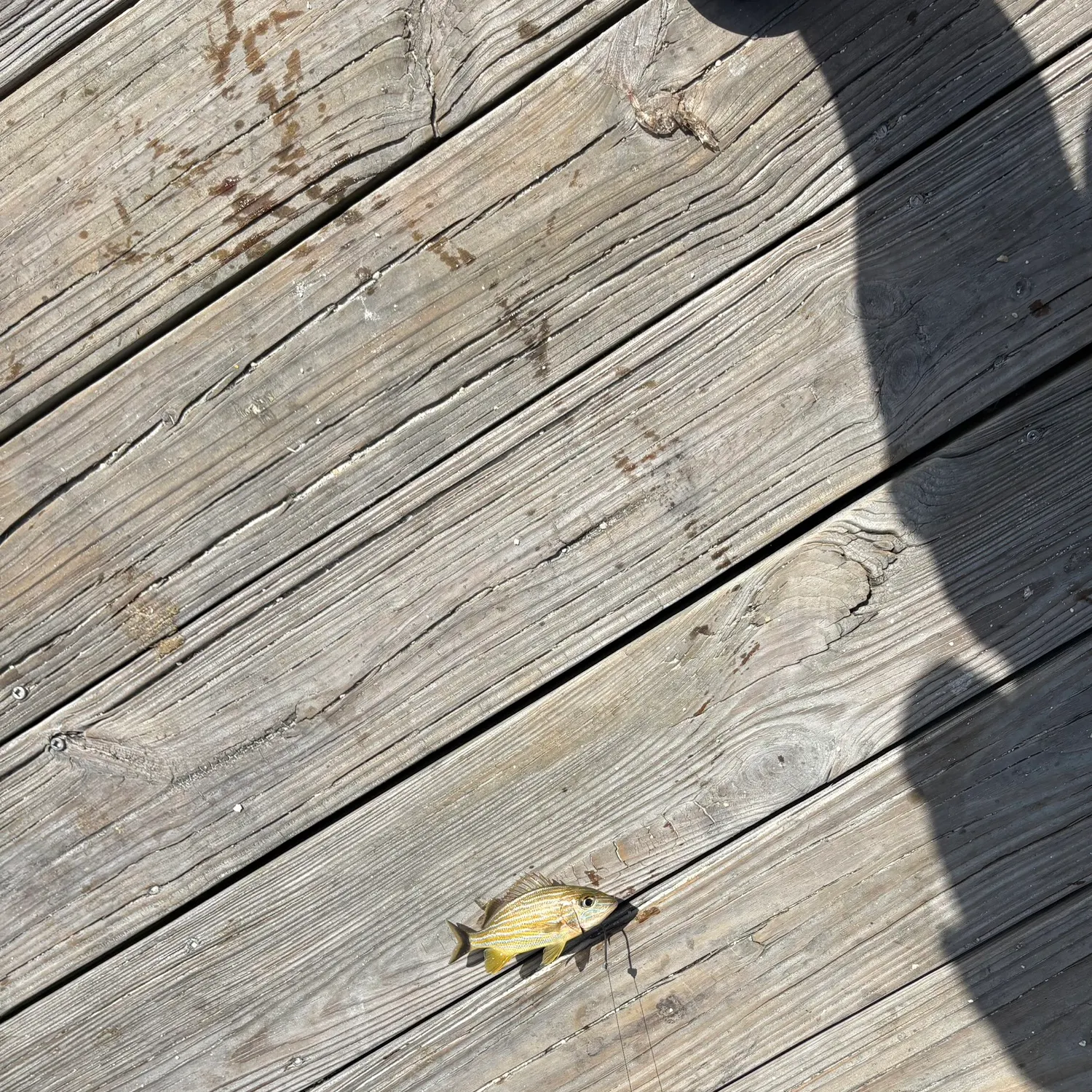 The most recent Bluestriped grunt catches on Fishbrain