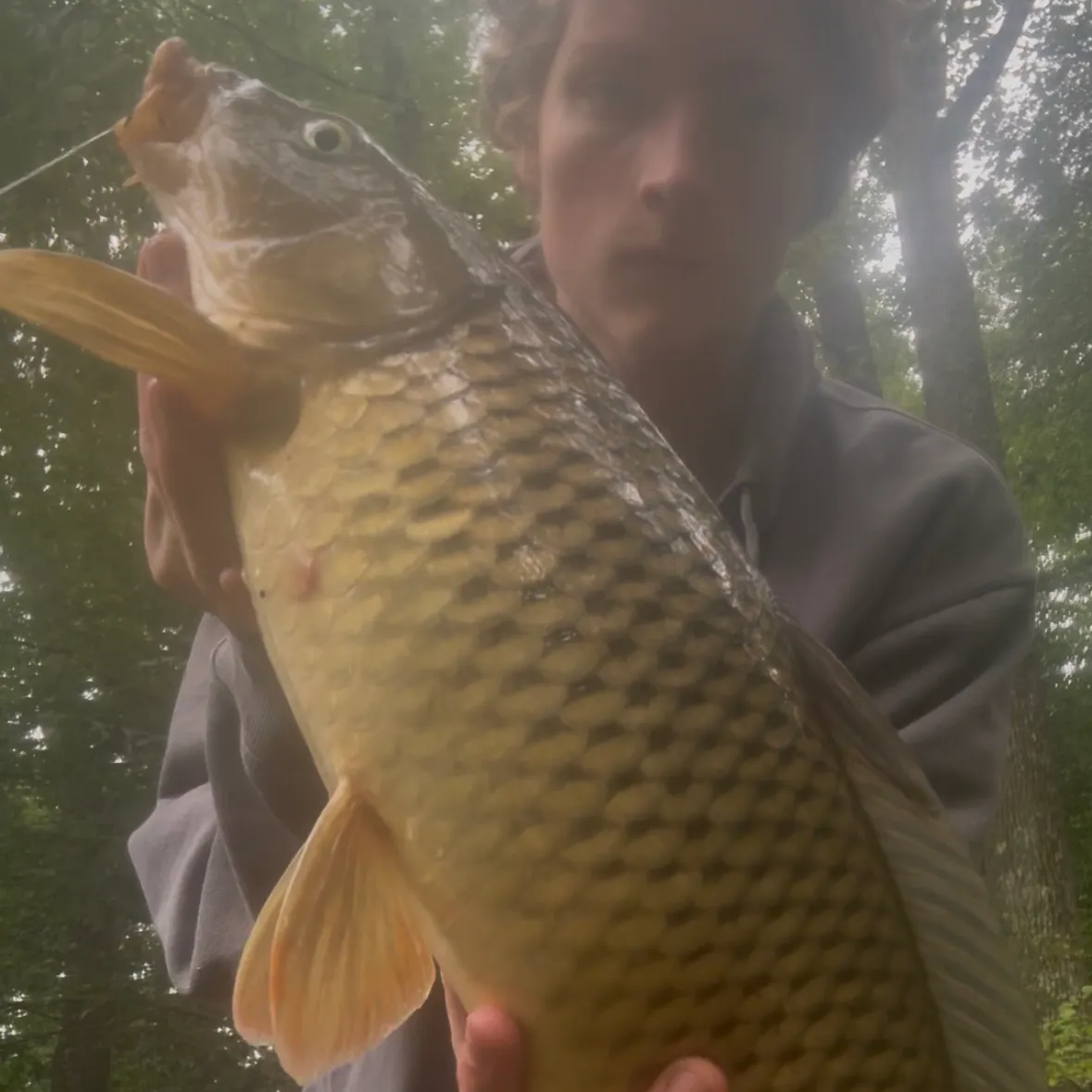 Common carp caught on Fishbrain