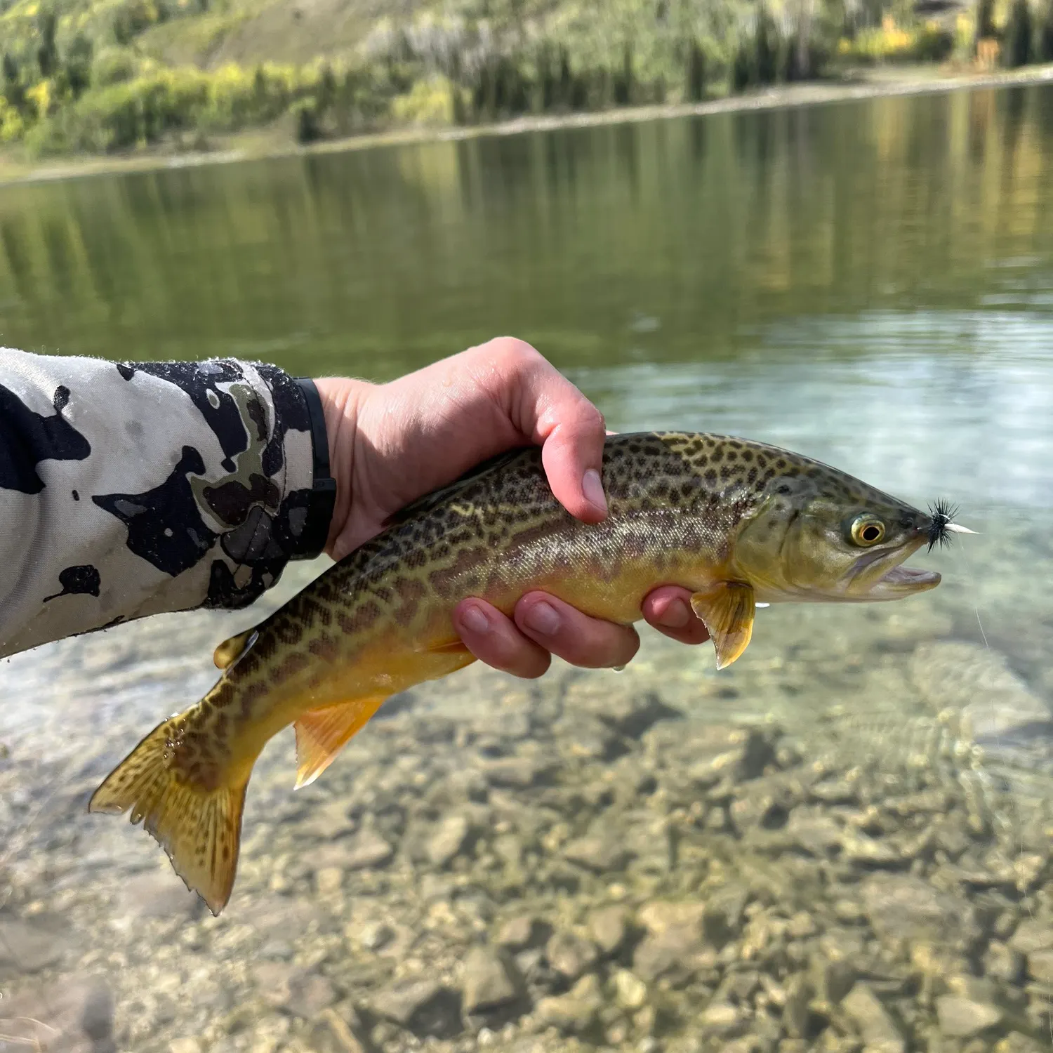 Tiger trout caught on Fishbrain