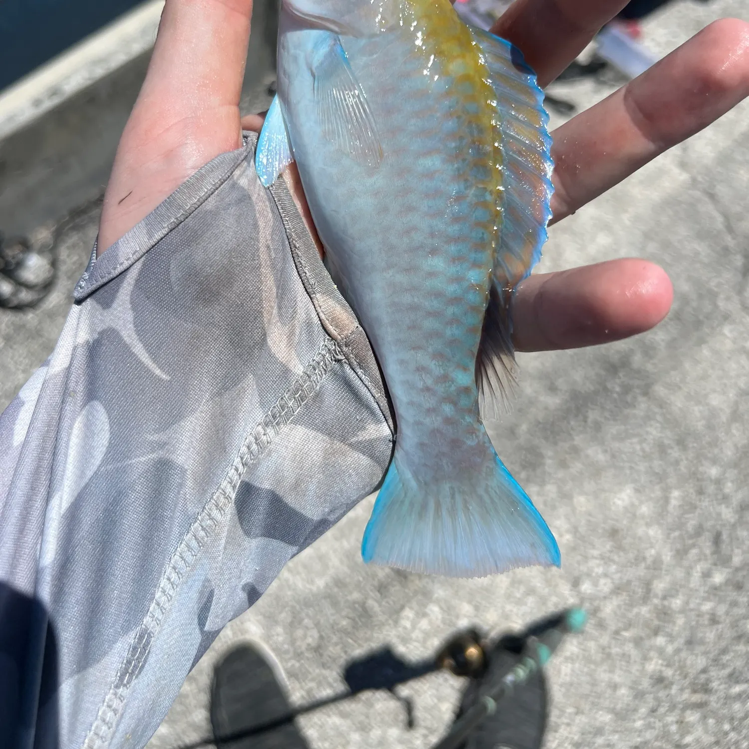 The most recent Blue parrotfish catches on Fishbrain