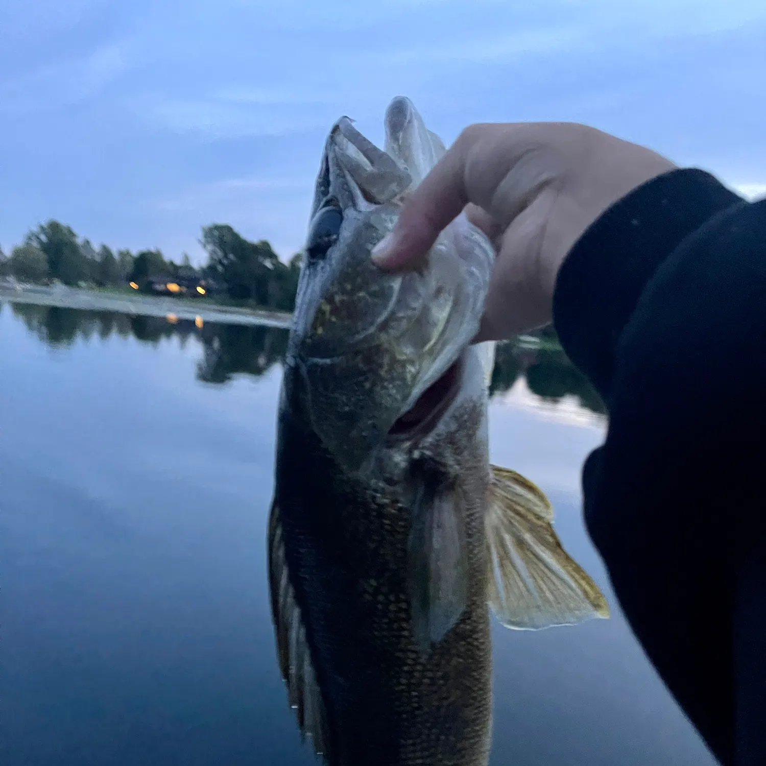 Walleye caught on Fishbrain