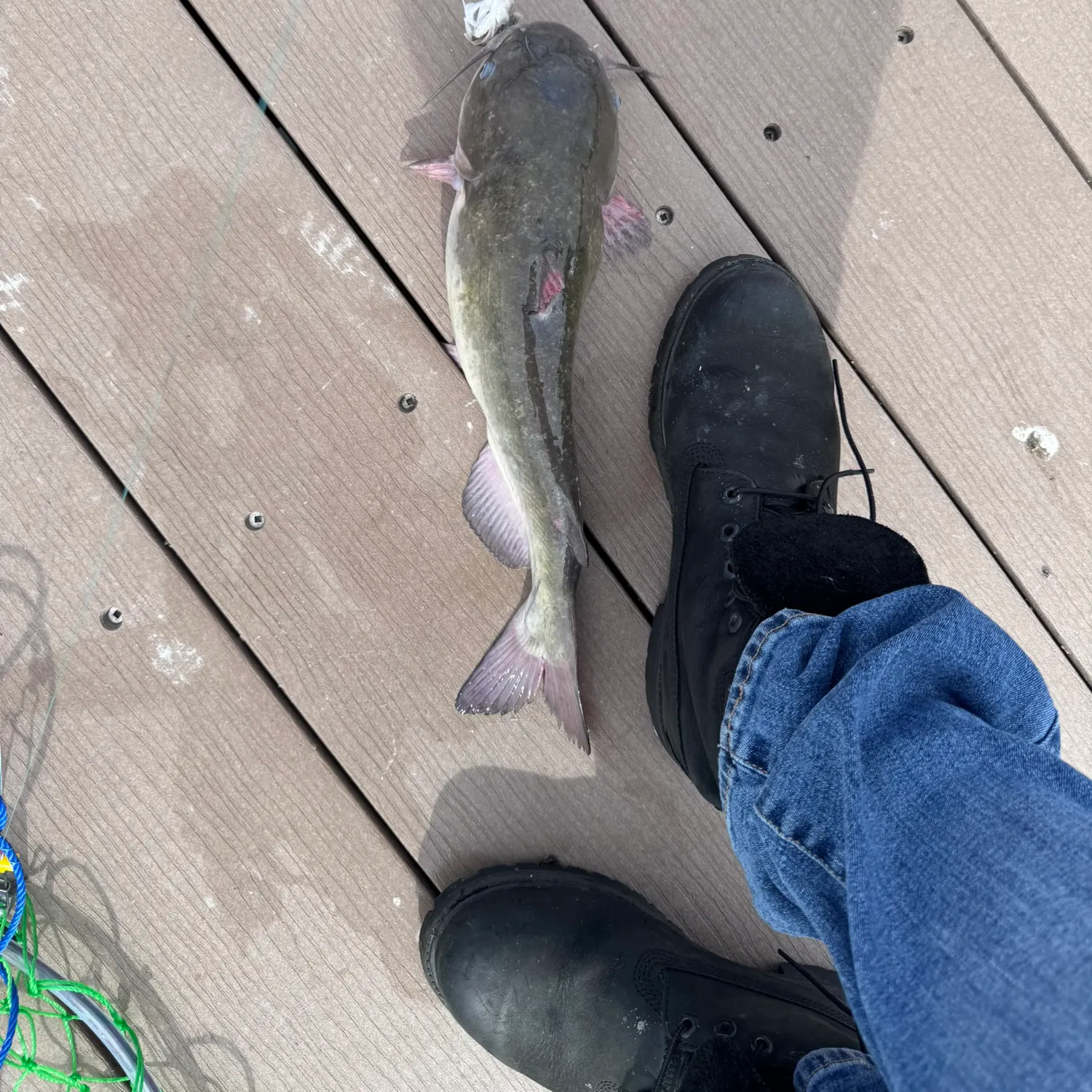 Channel catfish caught on Fishbrain