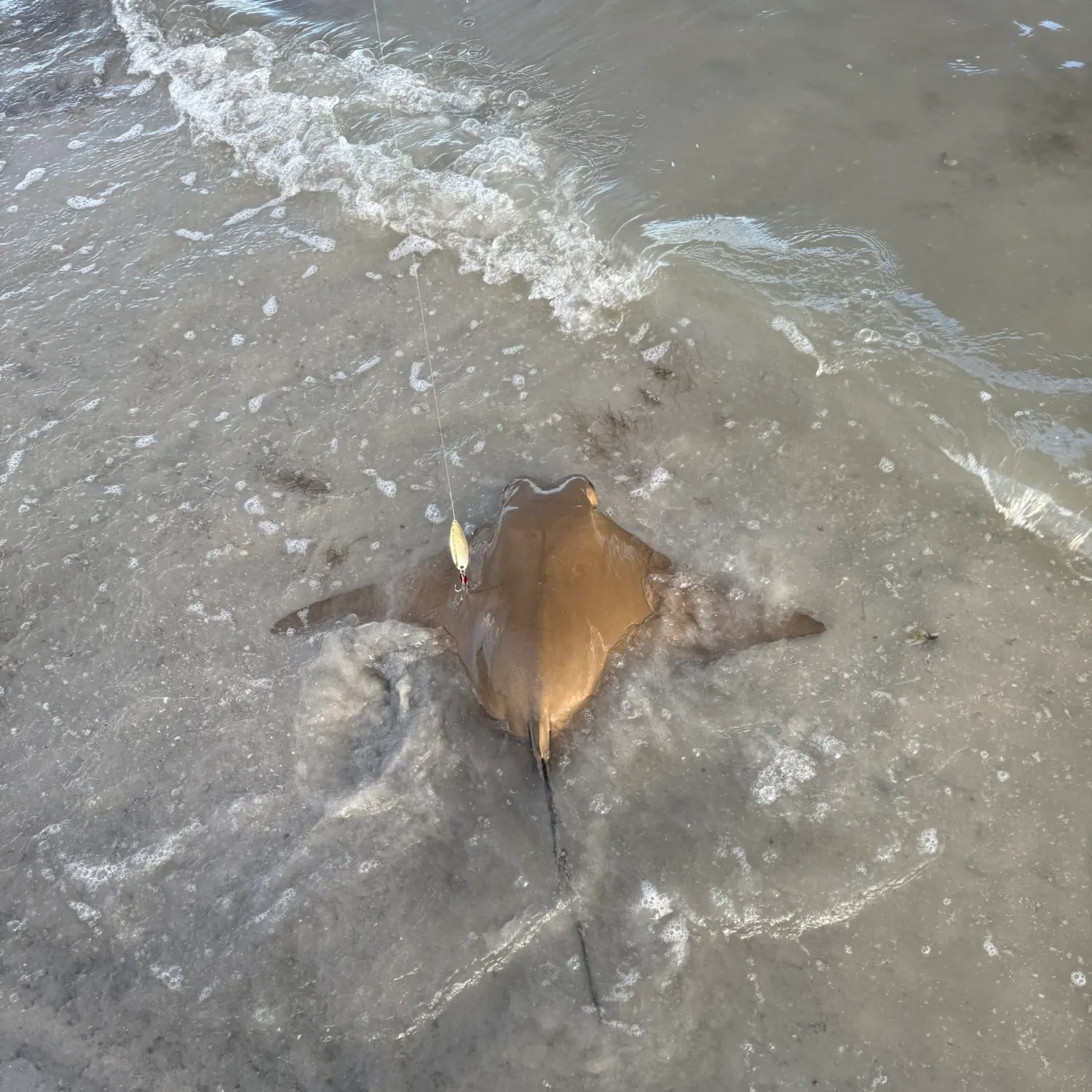 The most recent Cownose Ray catches on Fishbrain