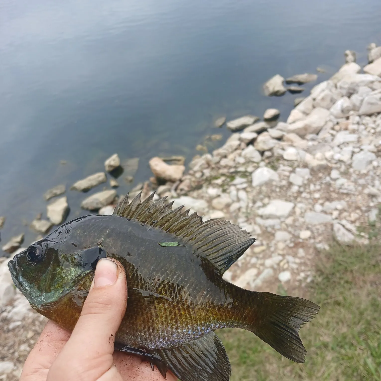 Bluegill caught on Fishbrain