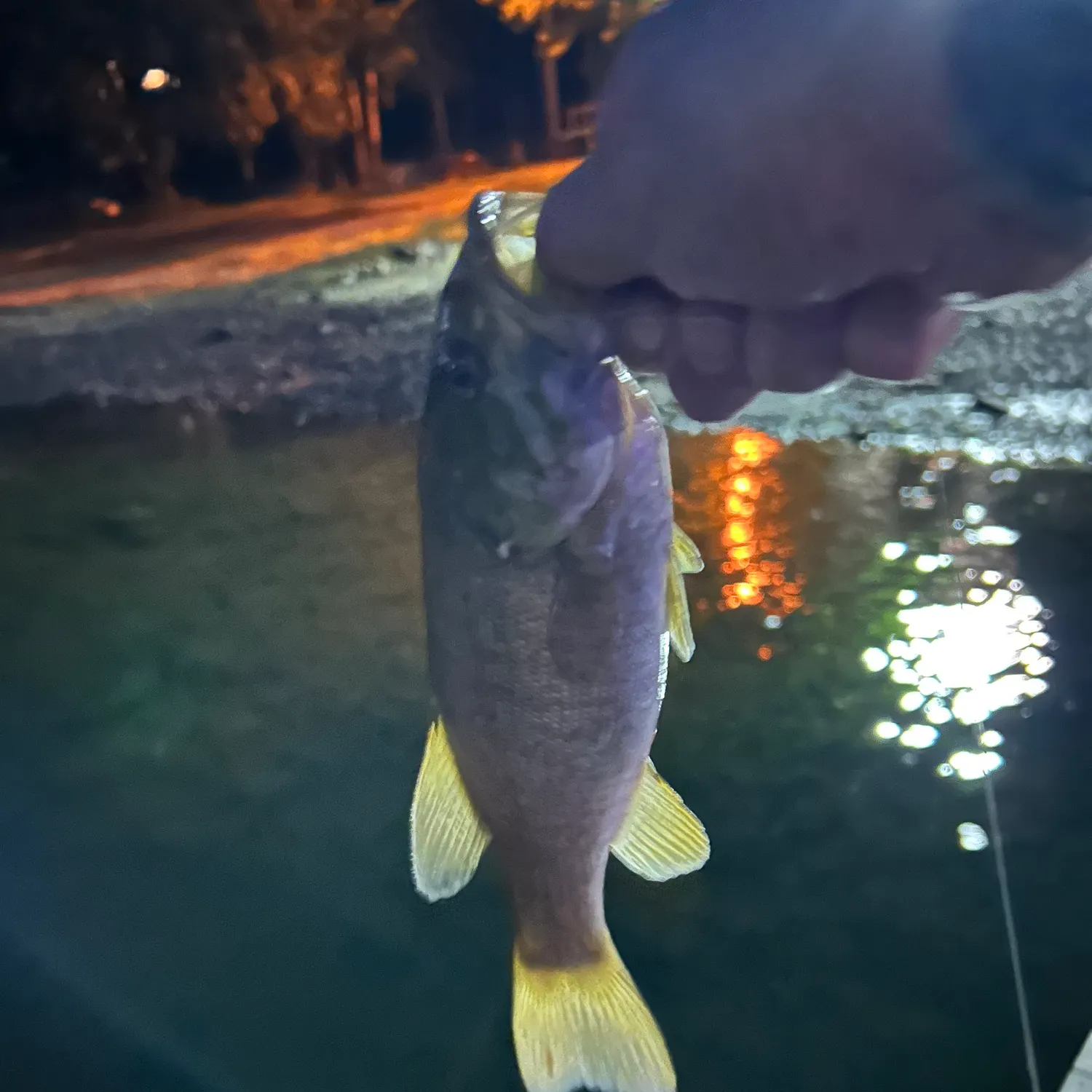 Smallmouth bass caught on Fishbrain