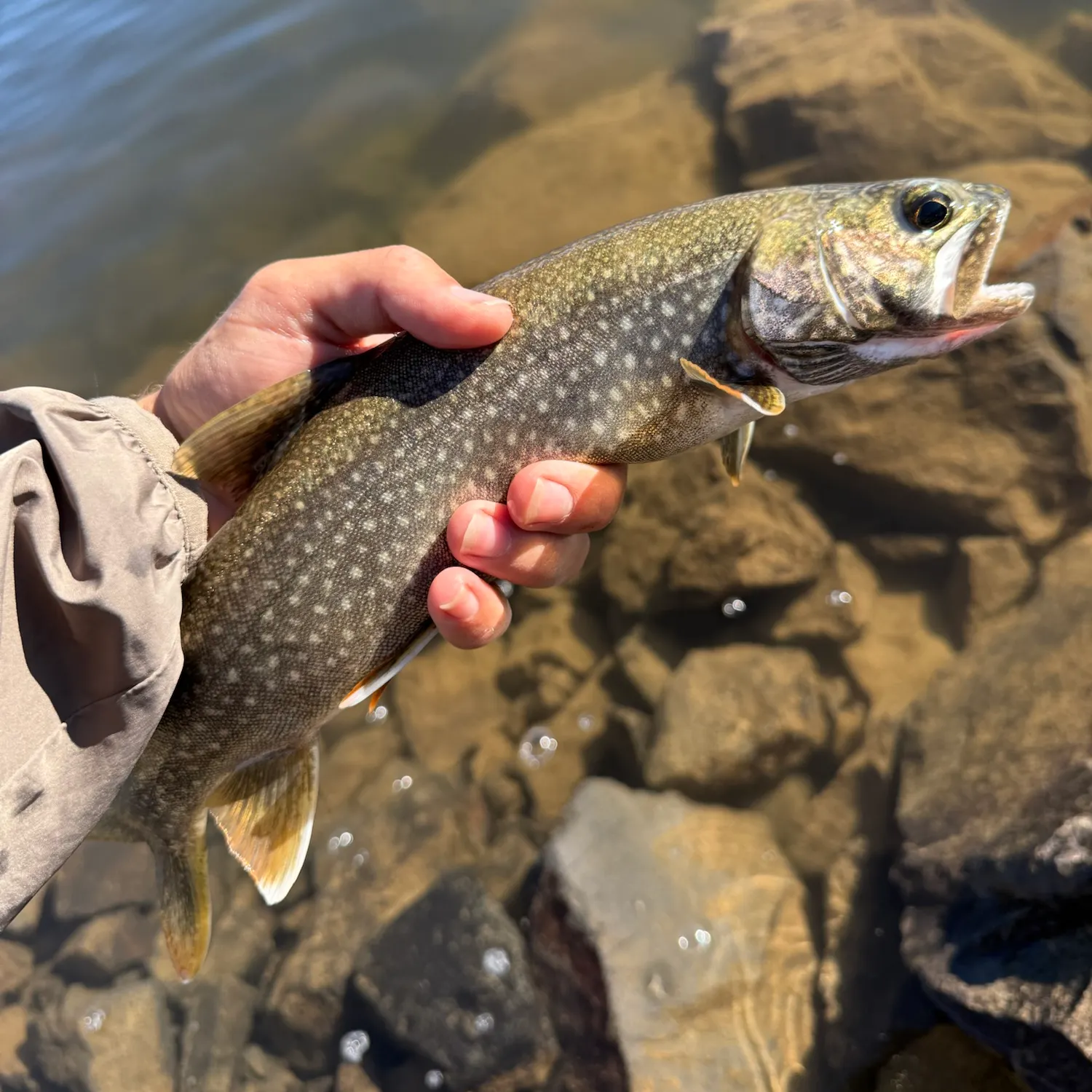Lake char caught on Fishbrain