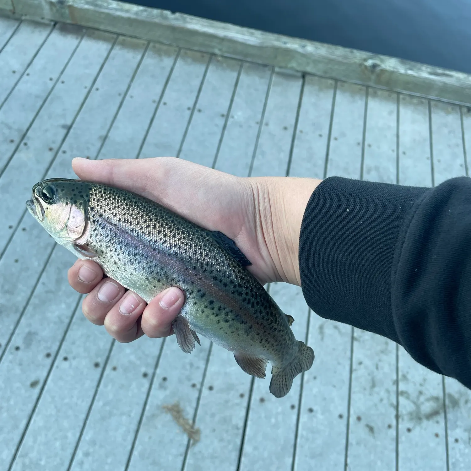 Rainbow trout caught on Fishbrain