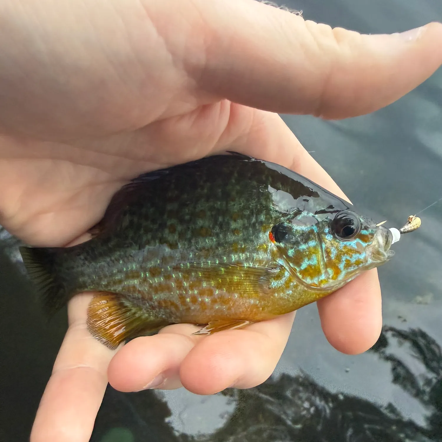 Pumpkinseed caught on Fishbrain