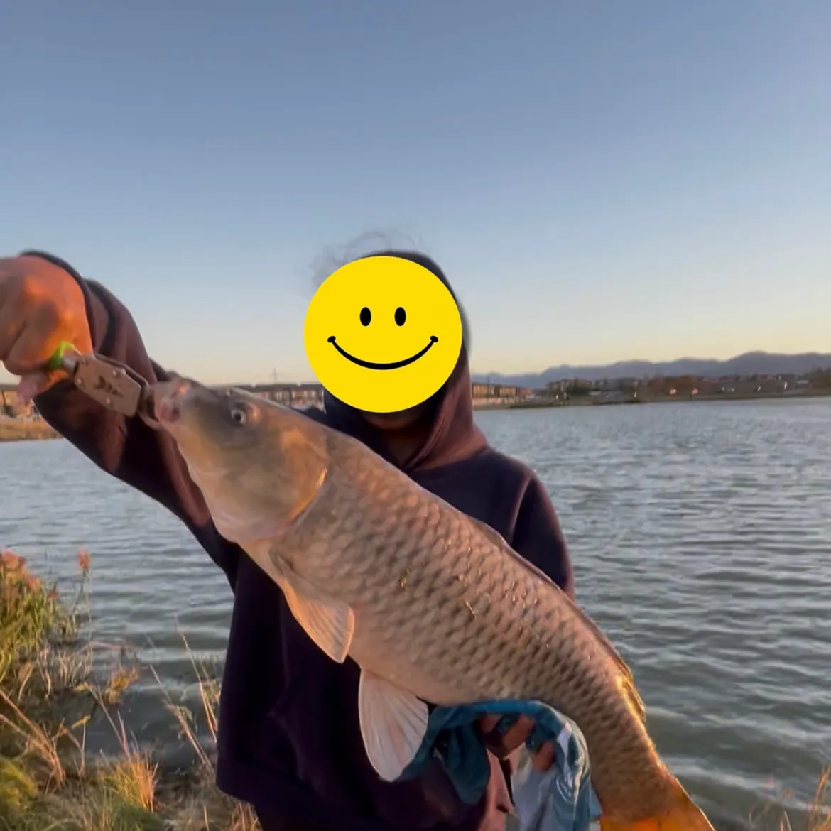 Common carp caught on Fishbrain