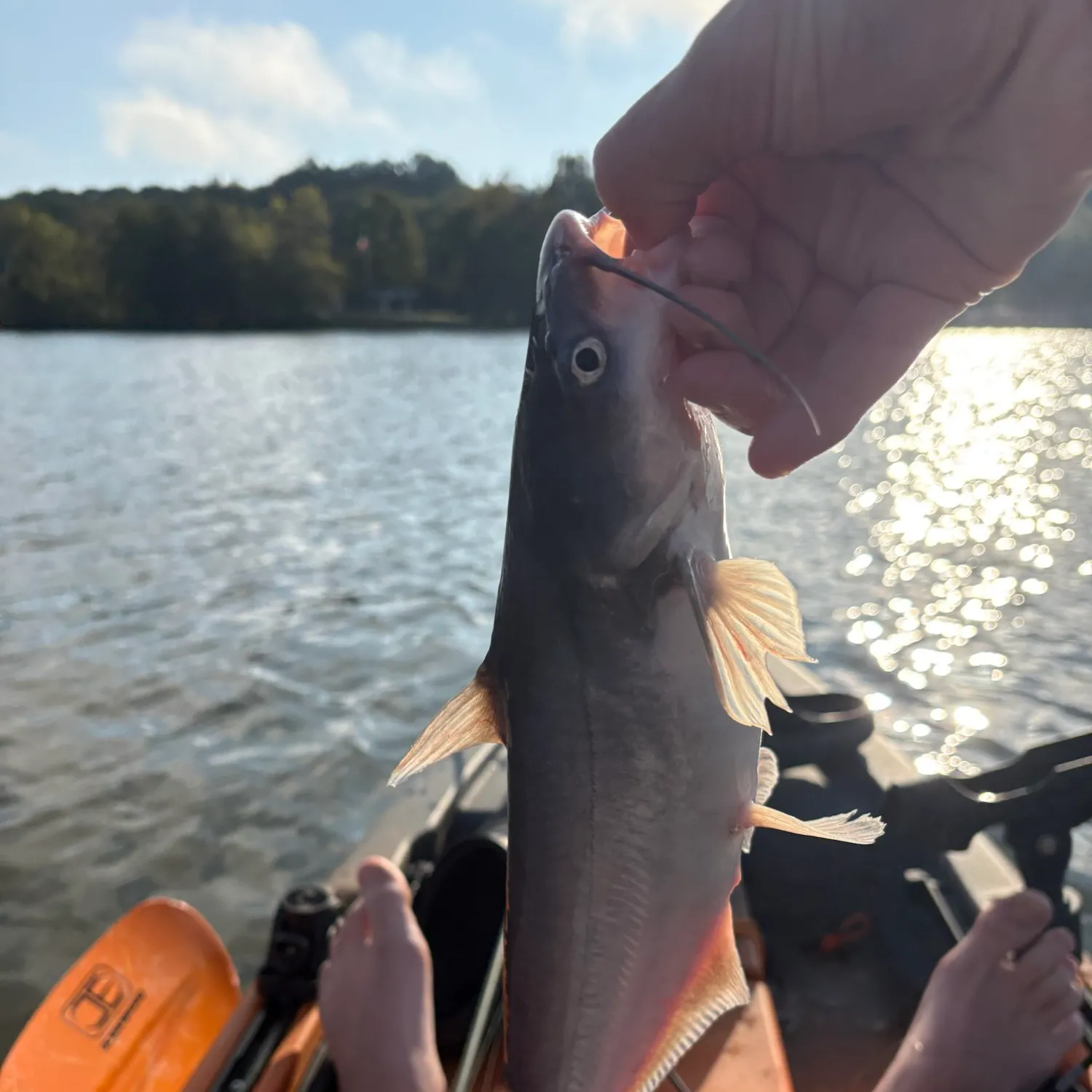 Blue catfish caught on Fishbrain