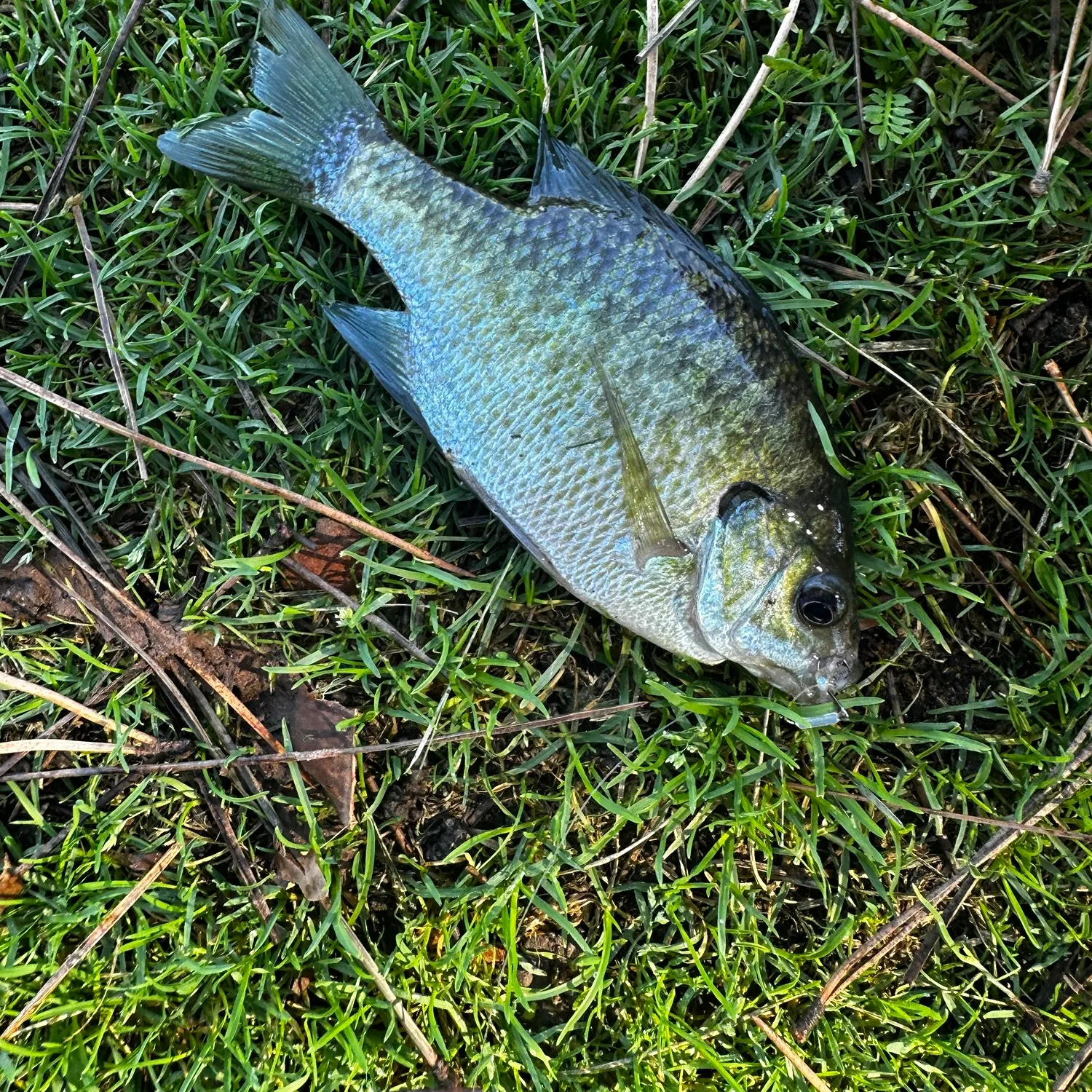 Bluegill caught on Fishbrain