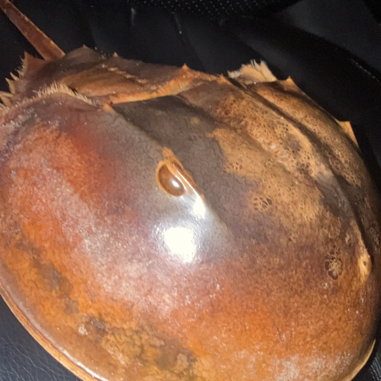 The most recent Atlantic horseshoe crab catches on Fishbrain