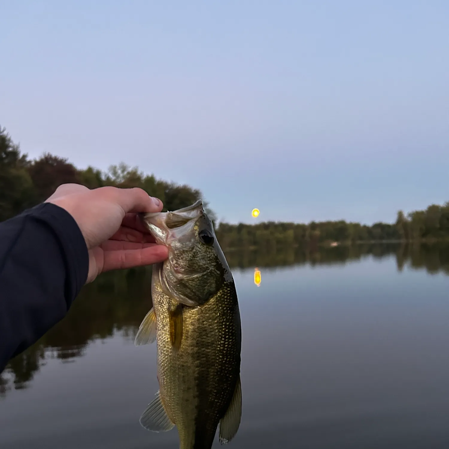 Largemouth bass caught on Fishbrain