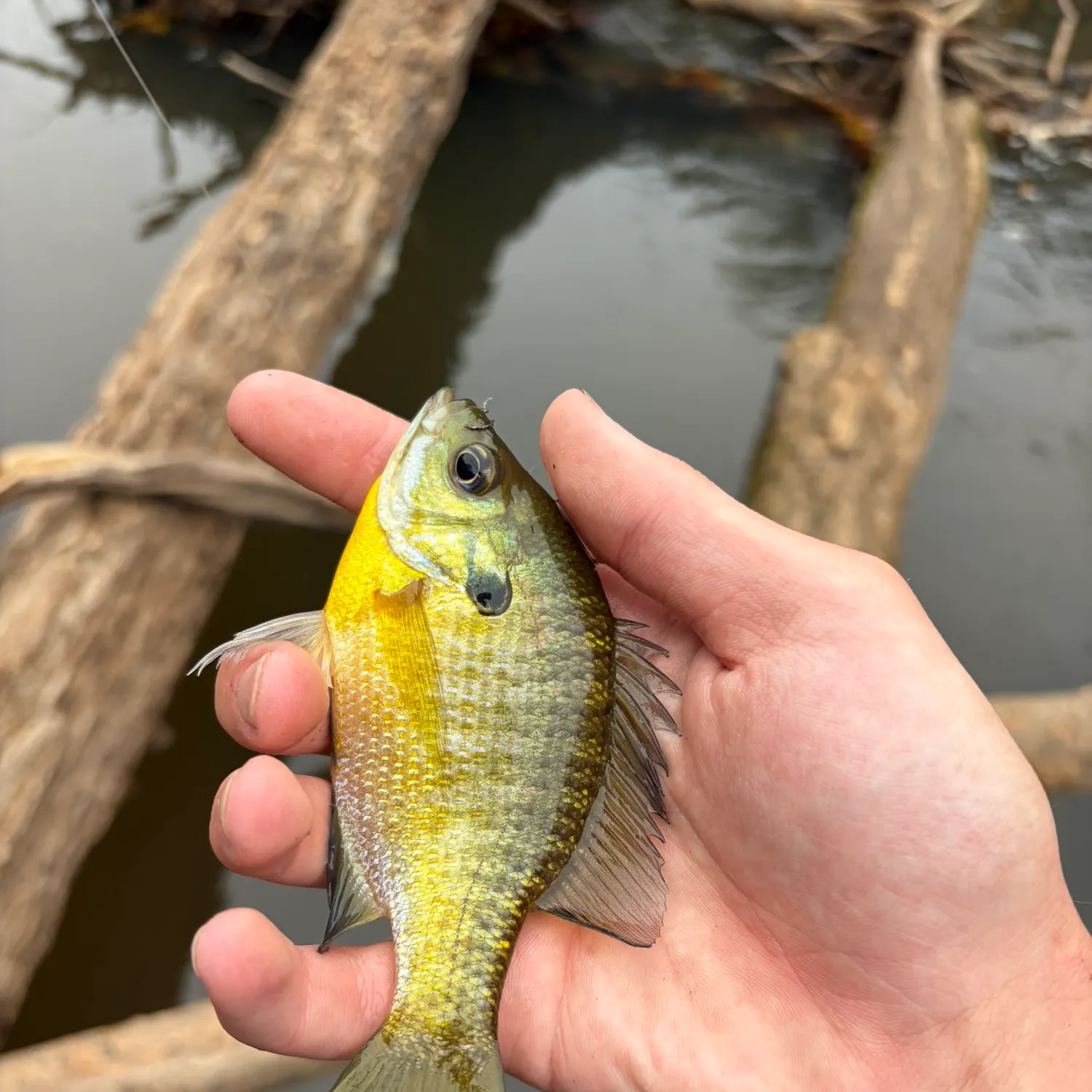 Bluegill caught on Fishbrain