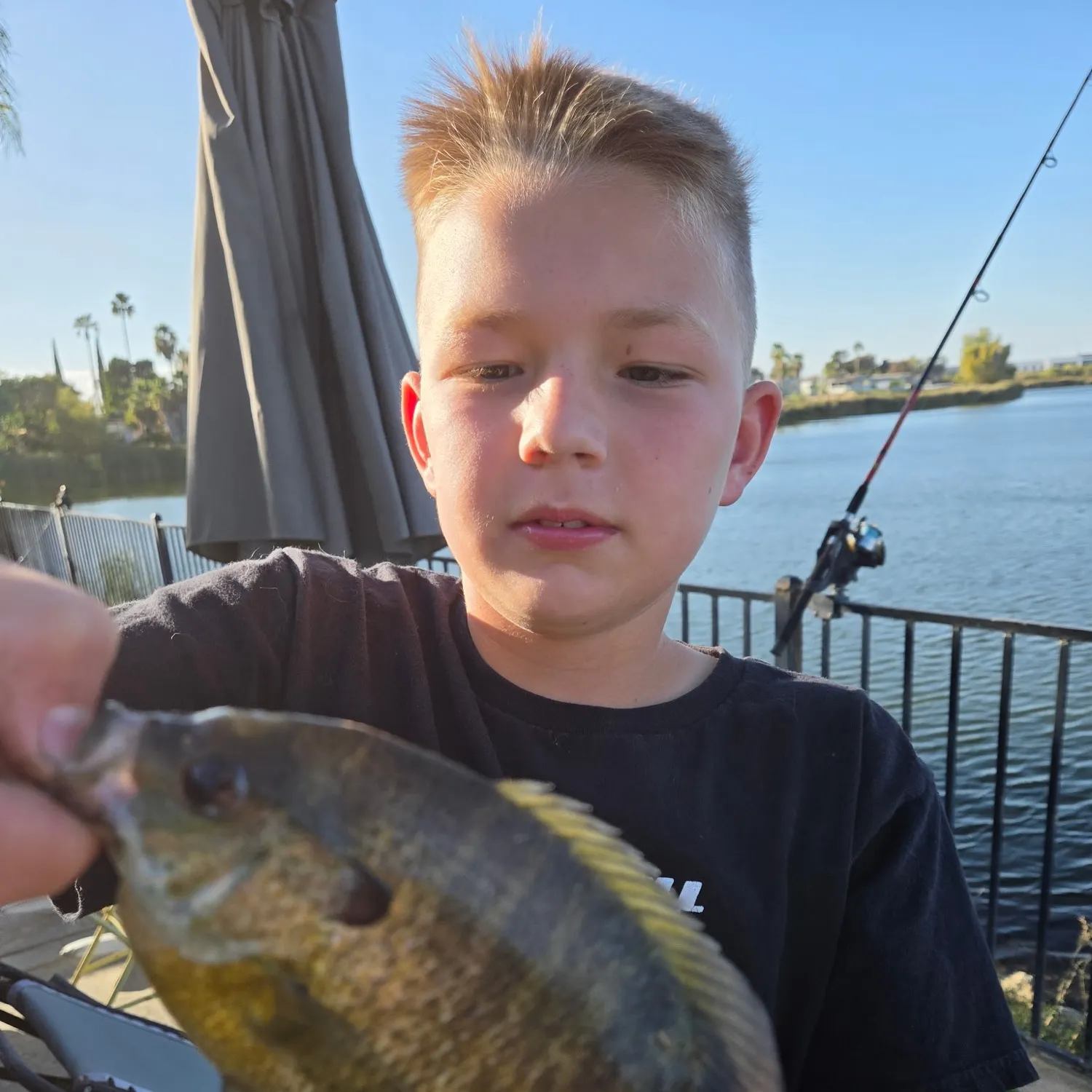 Bluegill caught on Fishbrain