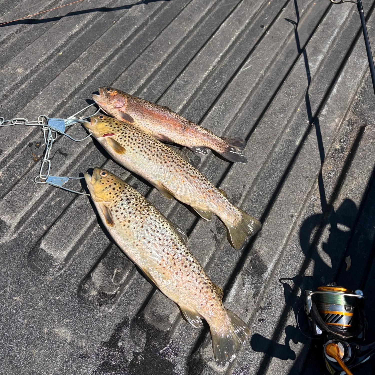 recently logged catches