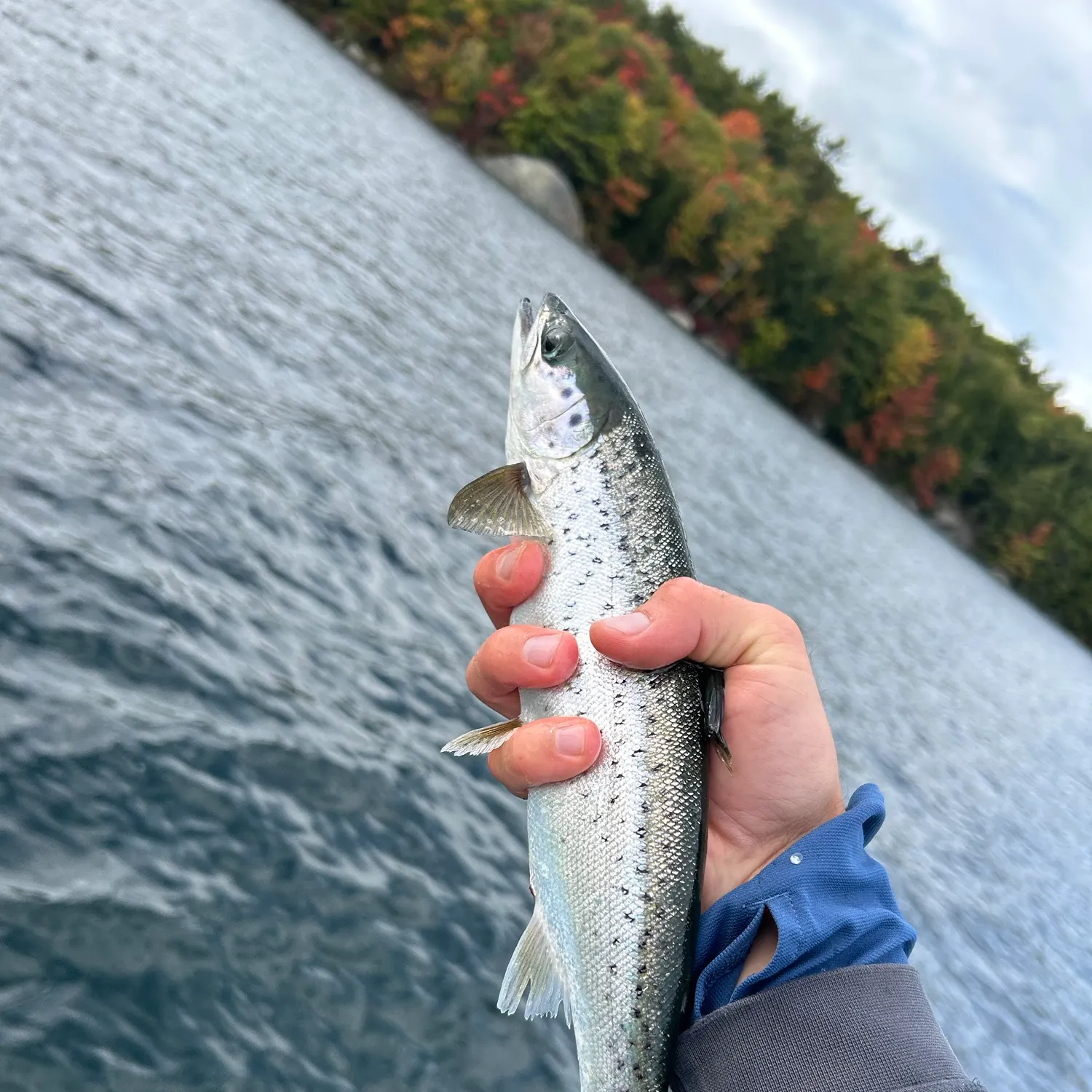 Landlocked atlantic salmon caught on Fishbrain