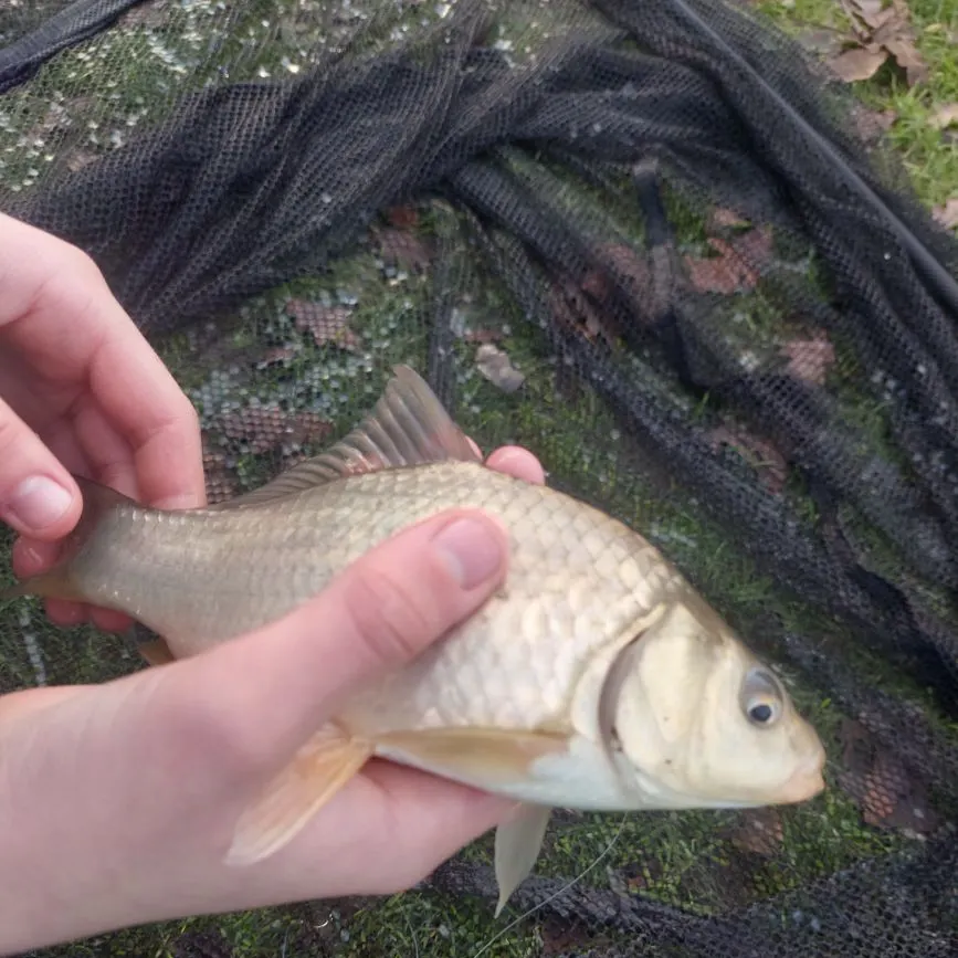 The most recent F1 carp catches on Fishbrain