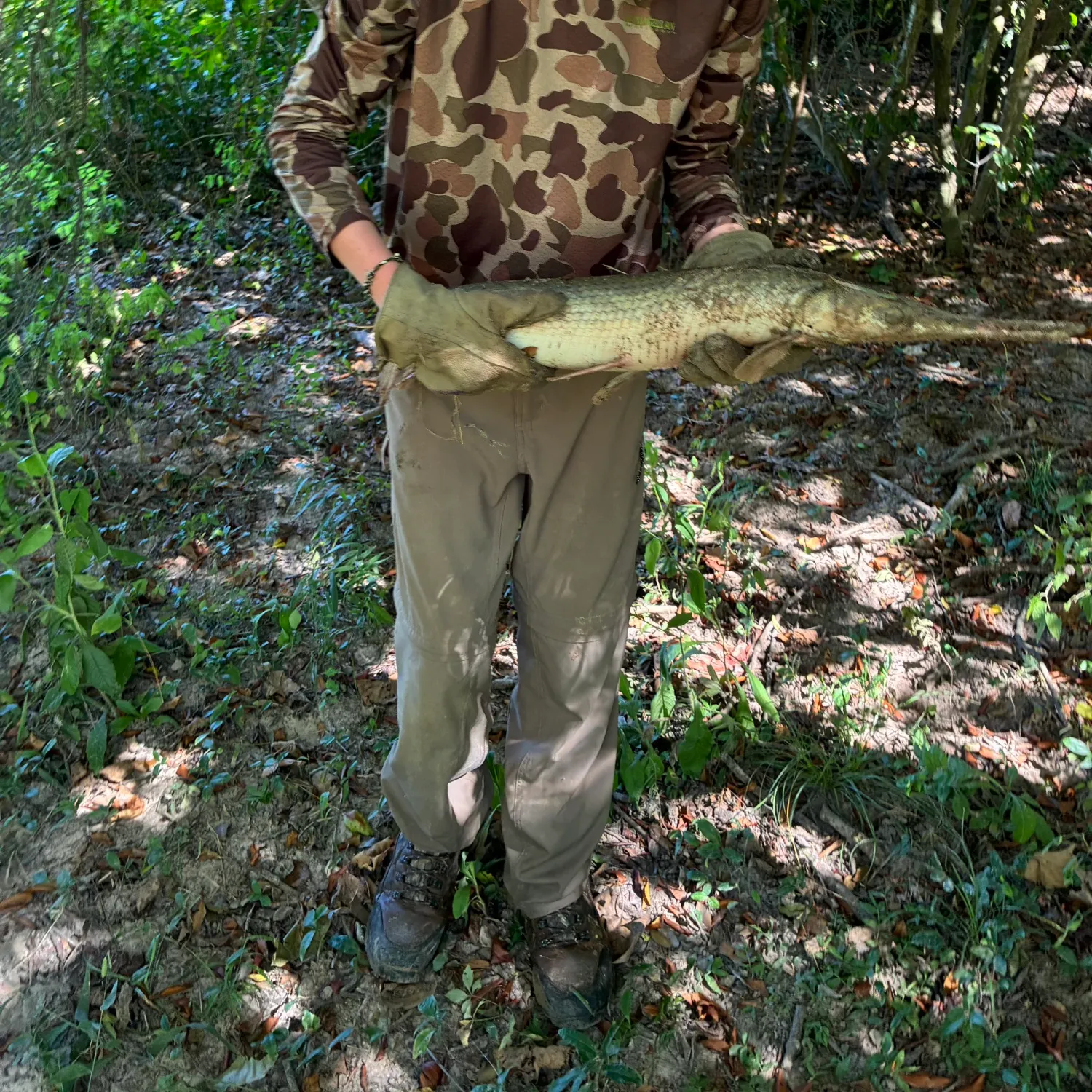 Shortnose gar caught on Fishbrain