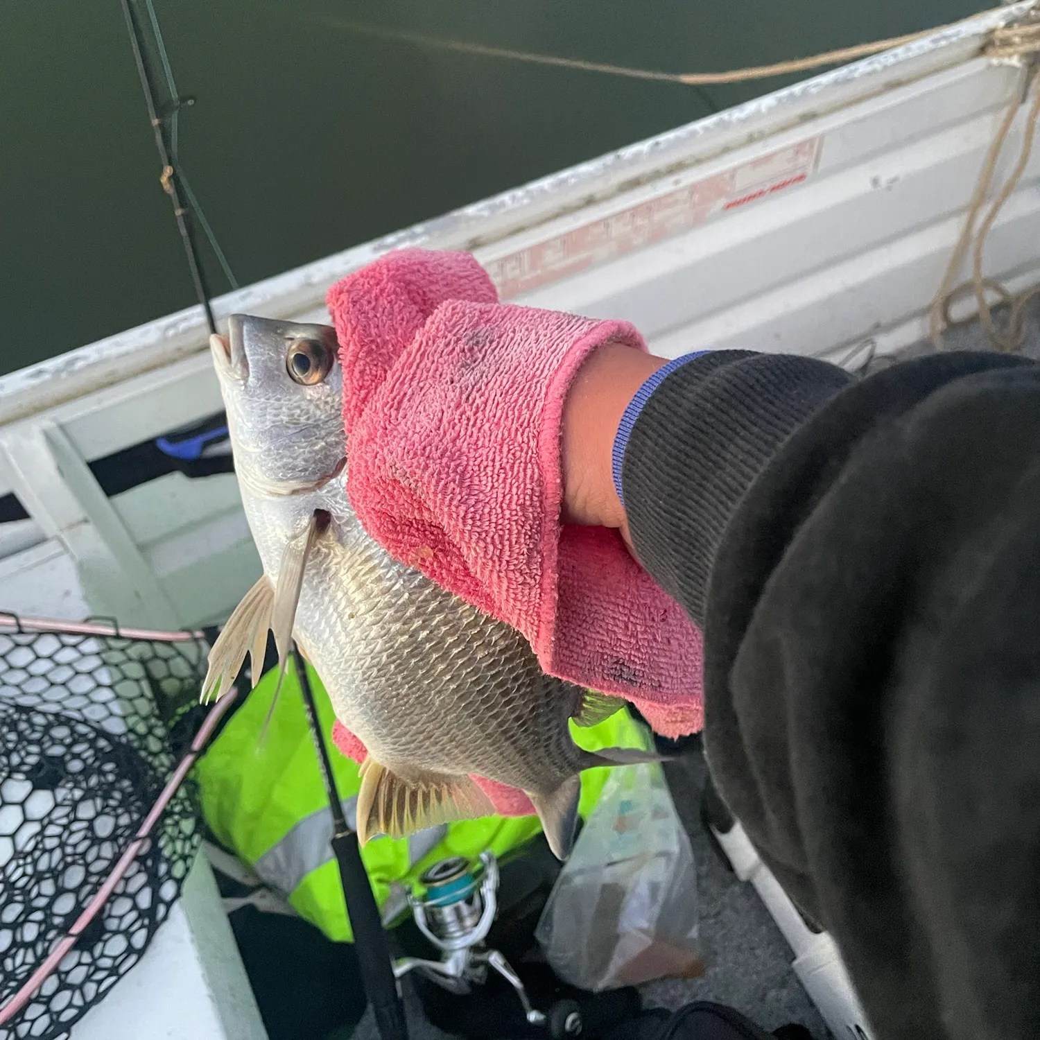 Surf bream caught on Fishbrain