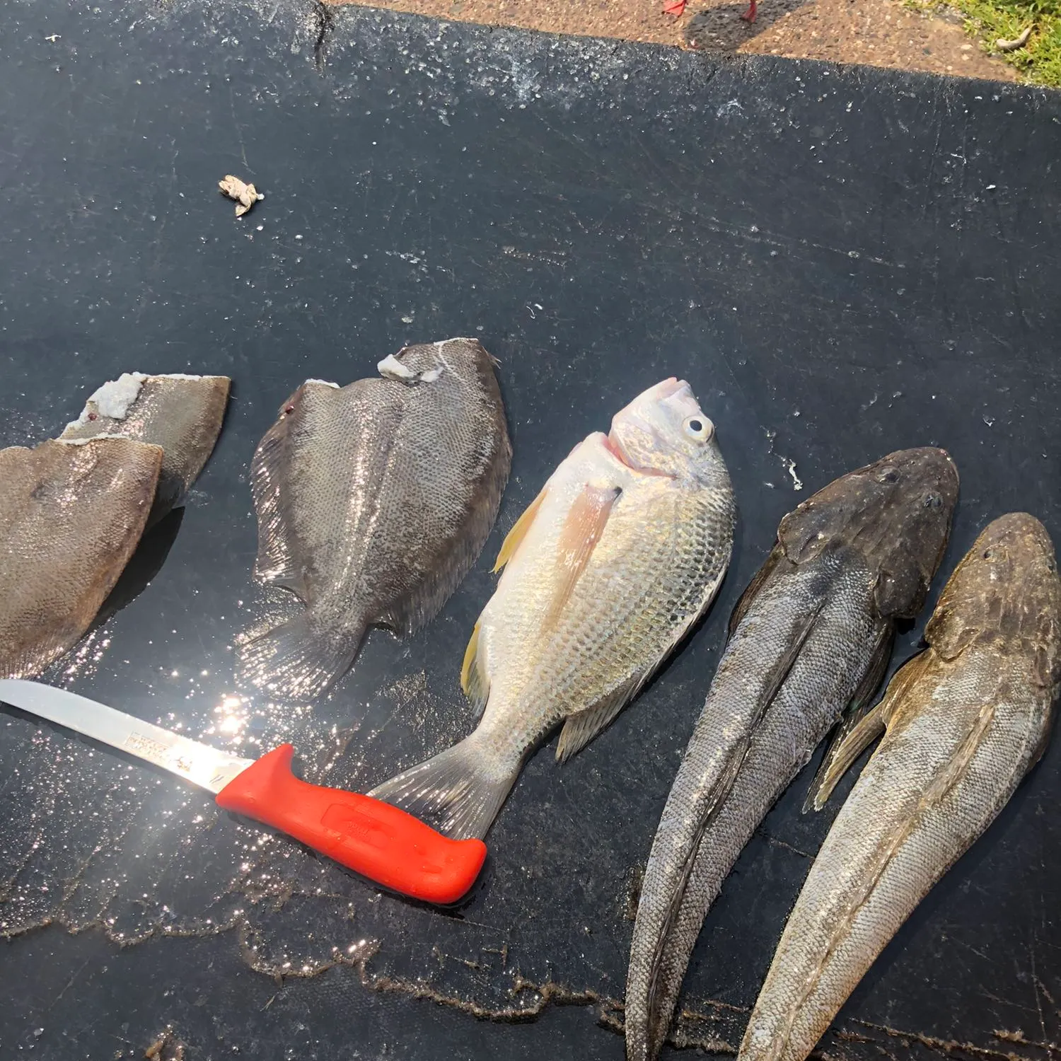 recently logged catches