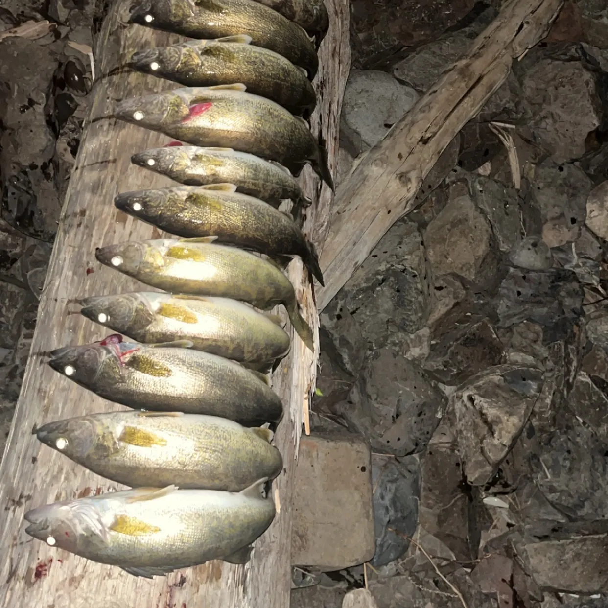 The most recent Walleye catches on Fishbrain