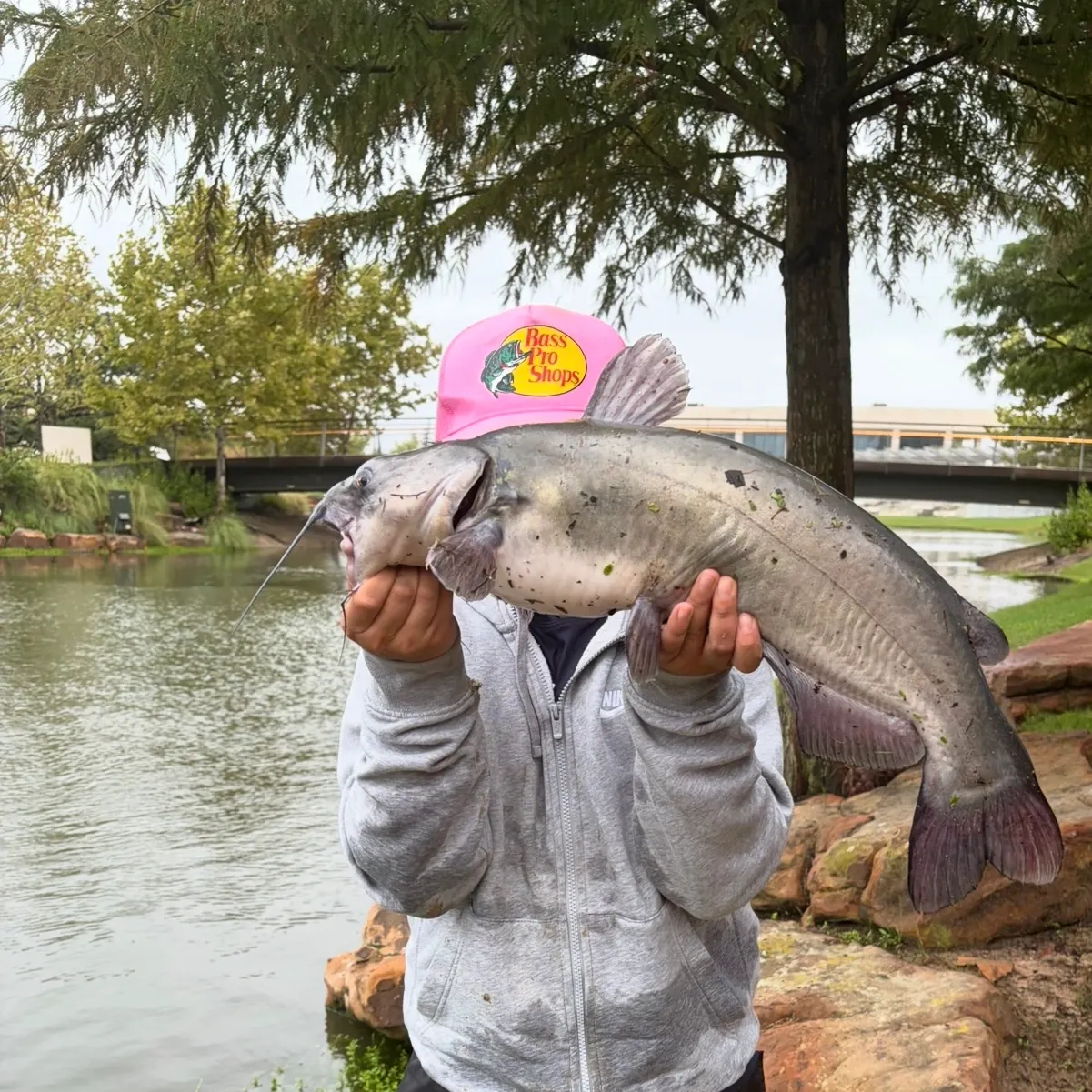 Channel catfish caught on Fishbrain
