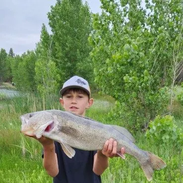 Walleye caught on Fishbrain
