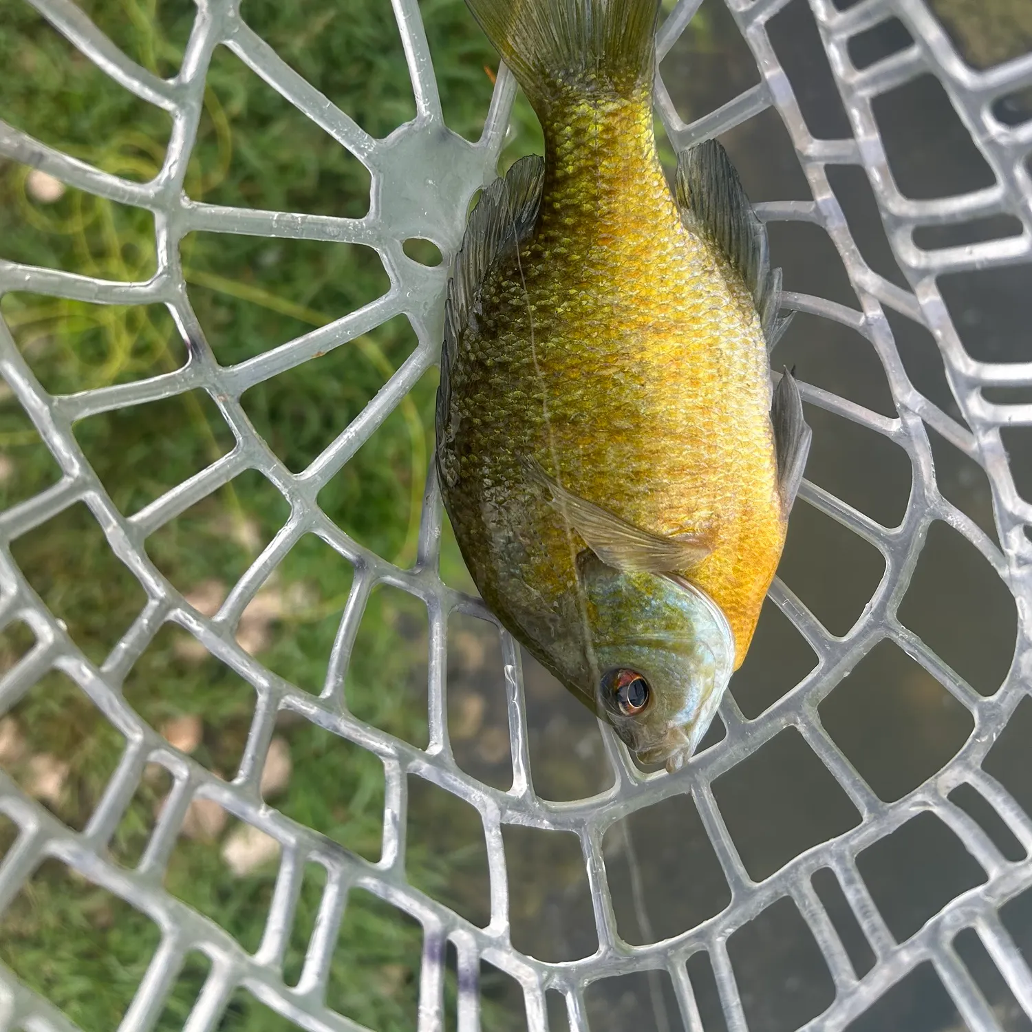 The most recent Bluegill catches on Fishbrain