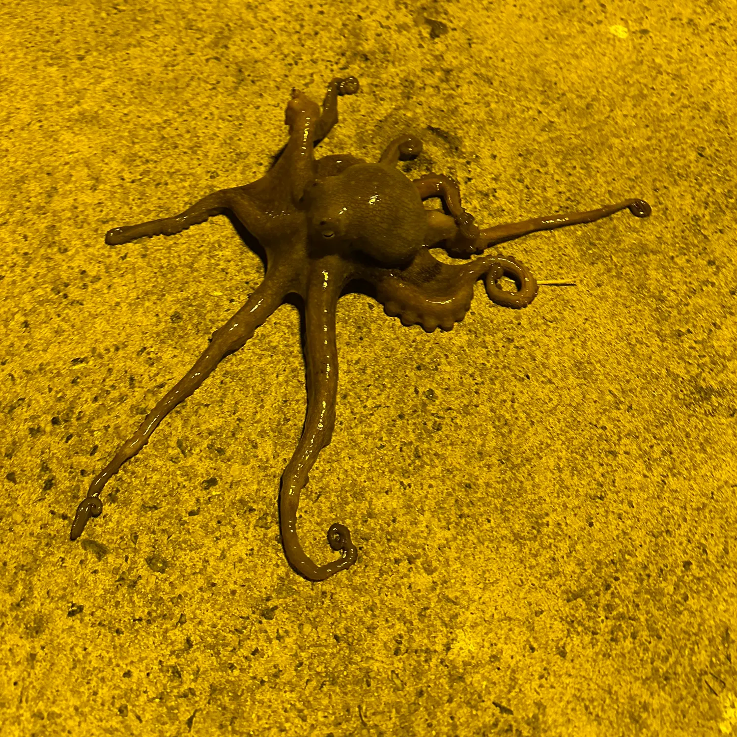 The most recent Caribbean reef octopus catches on Fishbrain