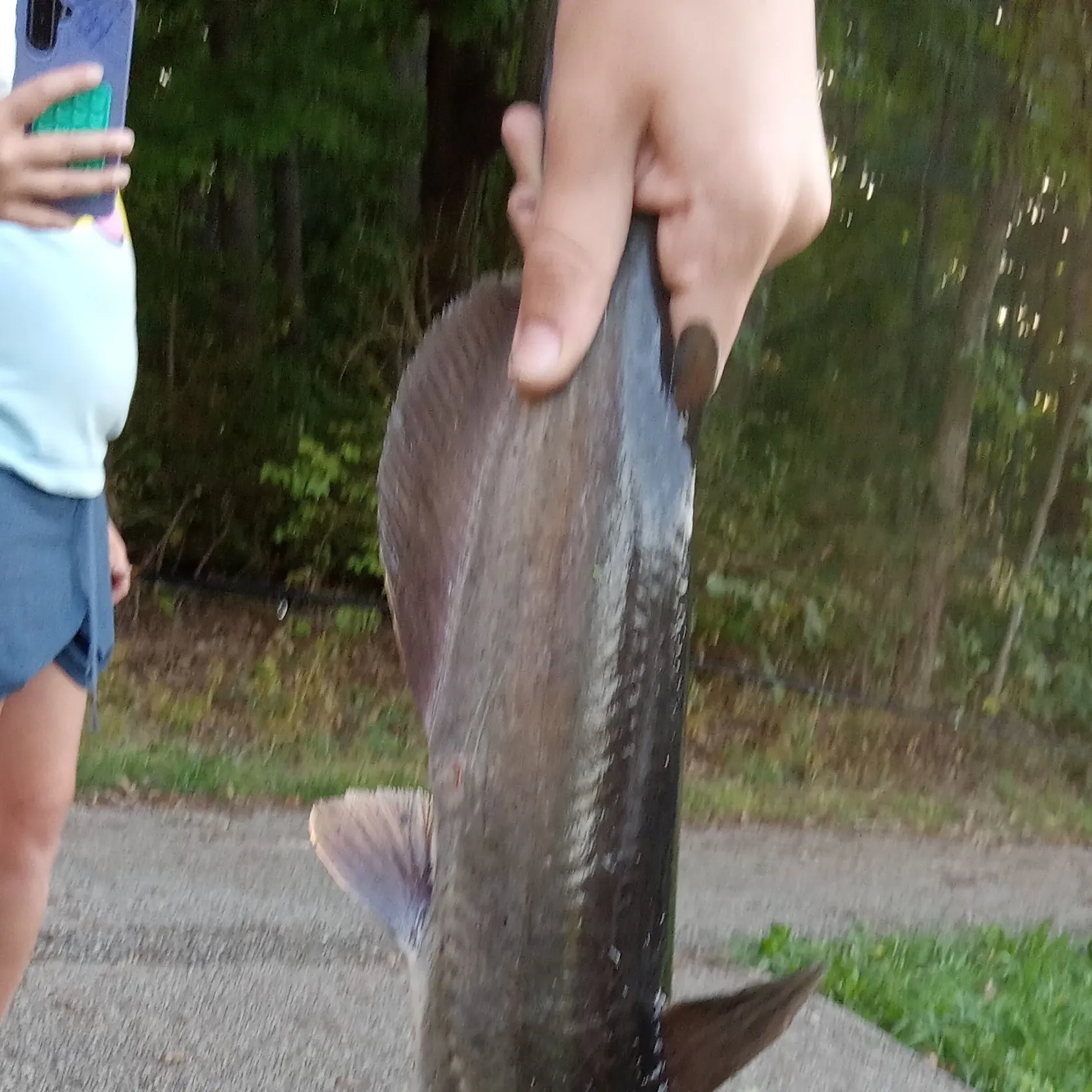 Channel catfish caught on Fishbrain