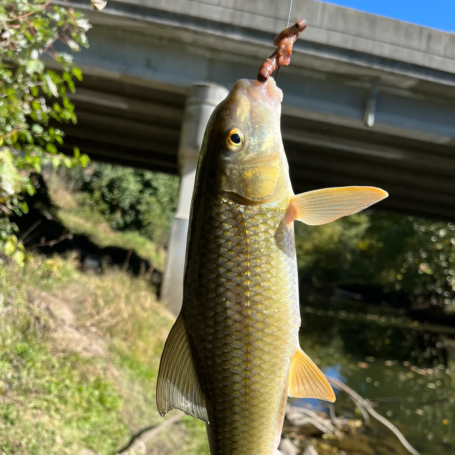 Fish caught on Fishbrain