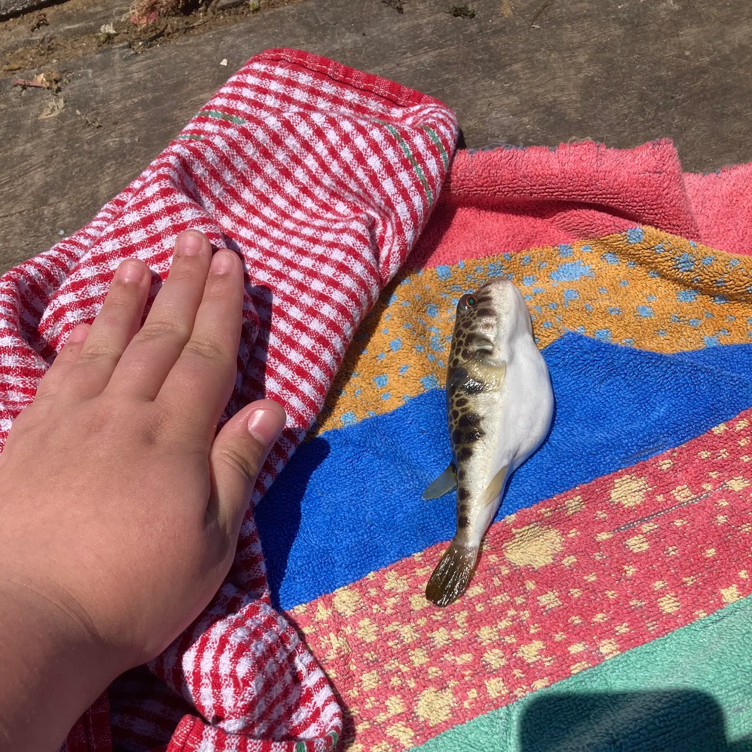 The most recent Riche's toadfish catches on Fishbrain