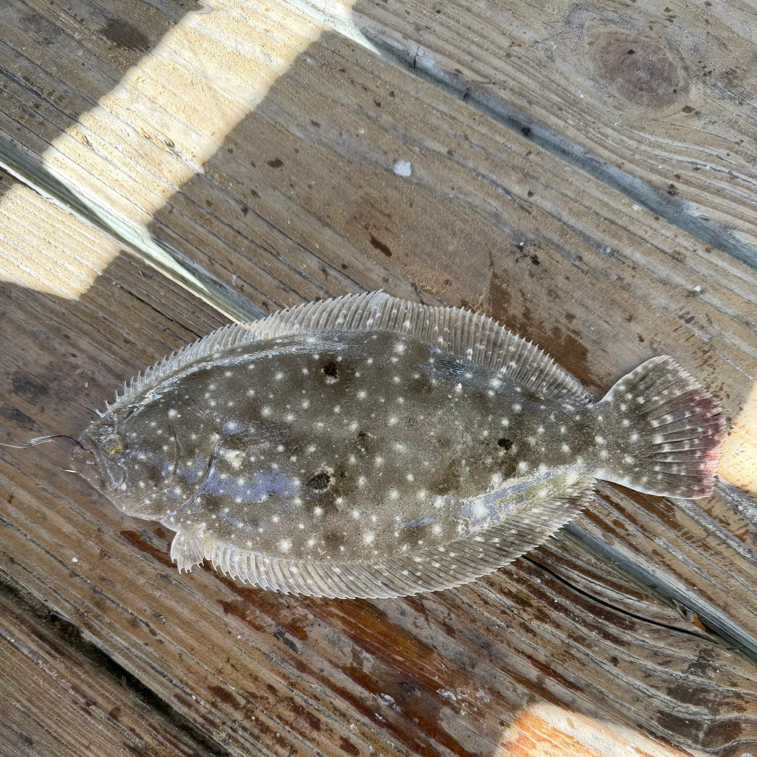 Gulf flounder caught on Fishbrain