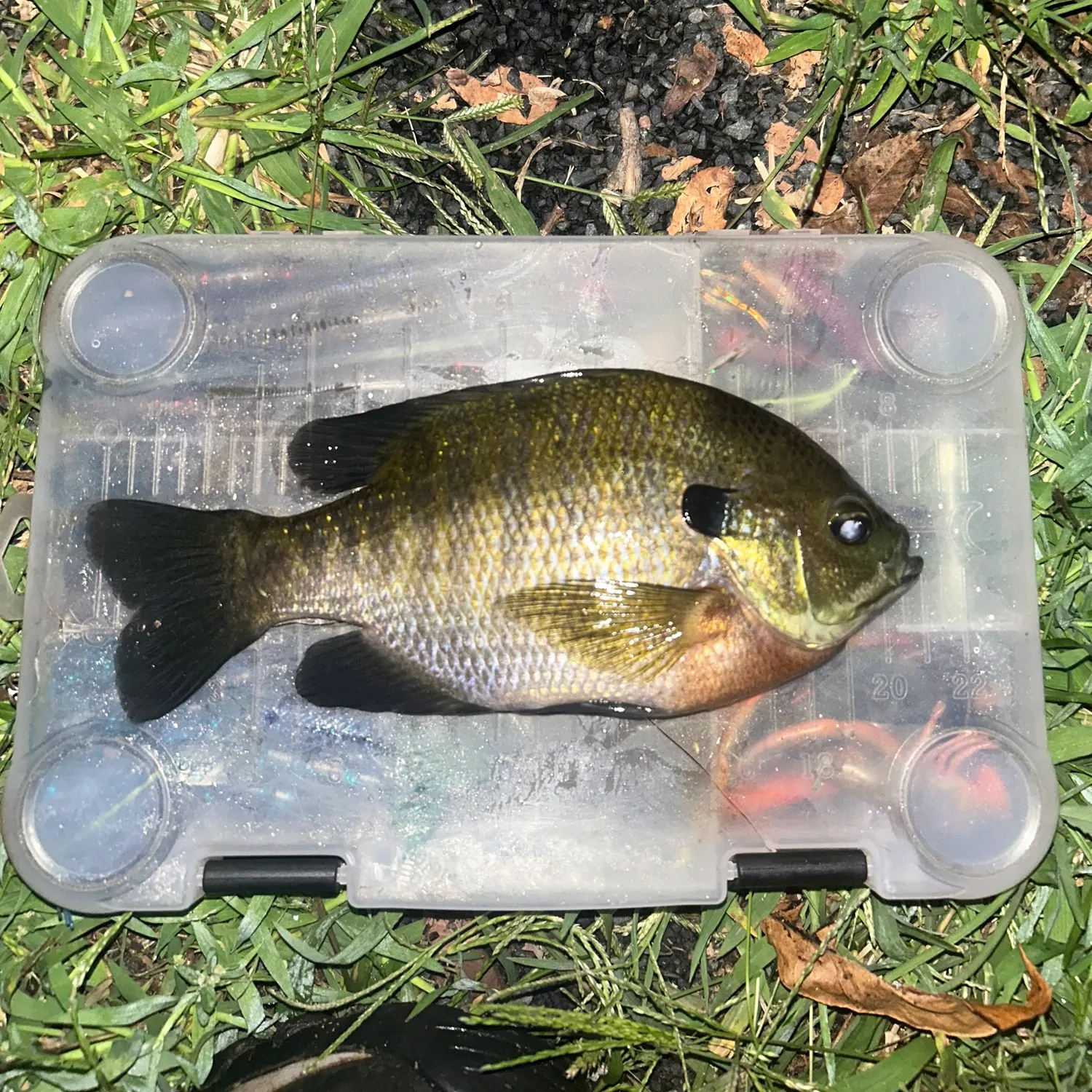 Bluegill caught on Fishbrain
