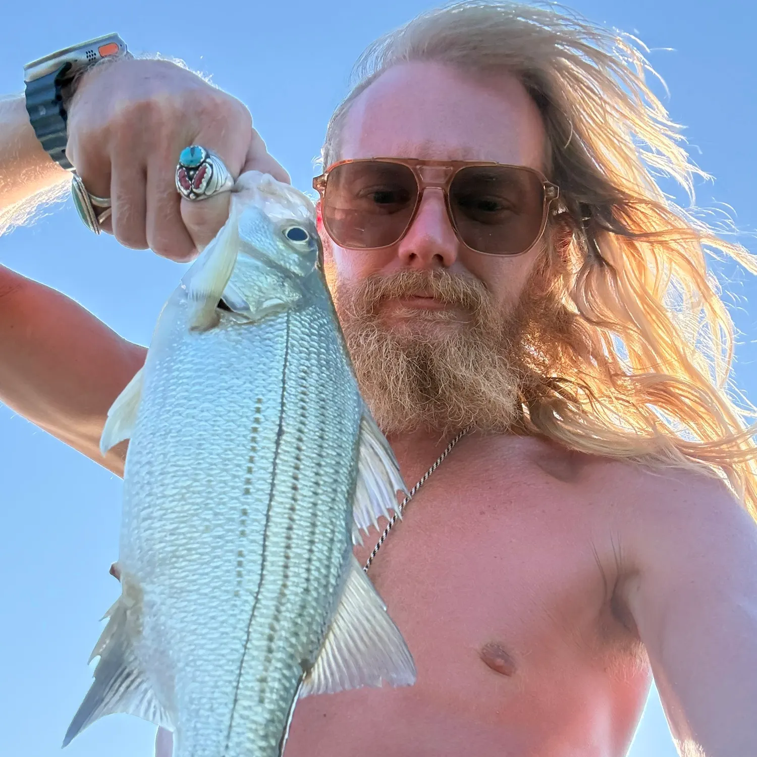 White bass caught on Fishbrain