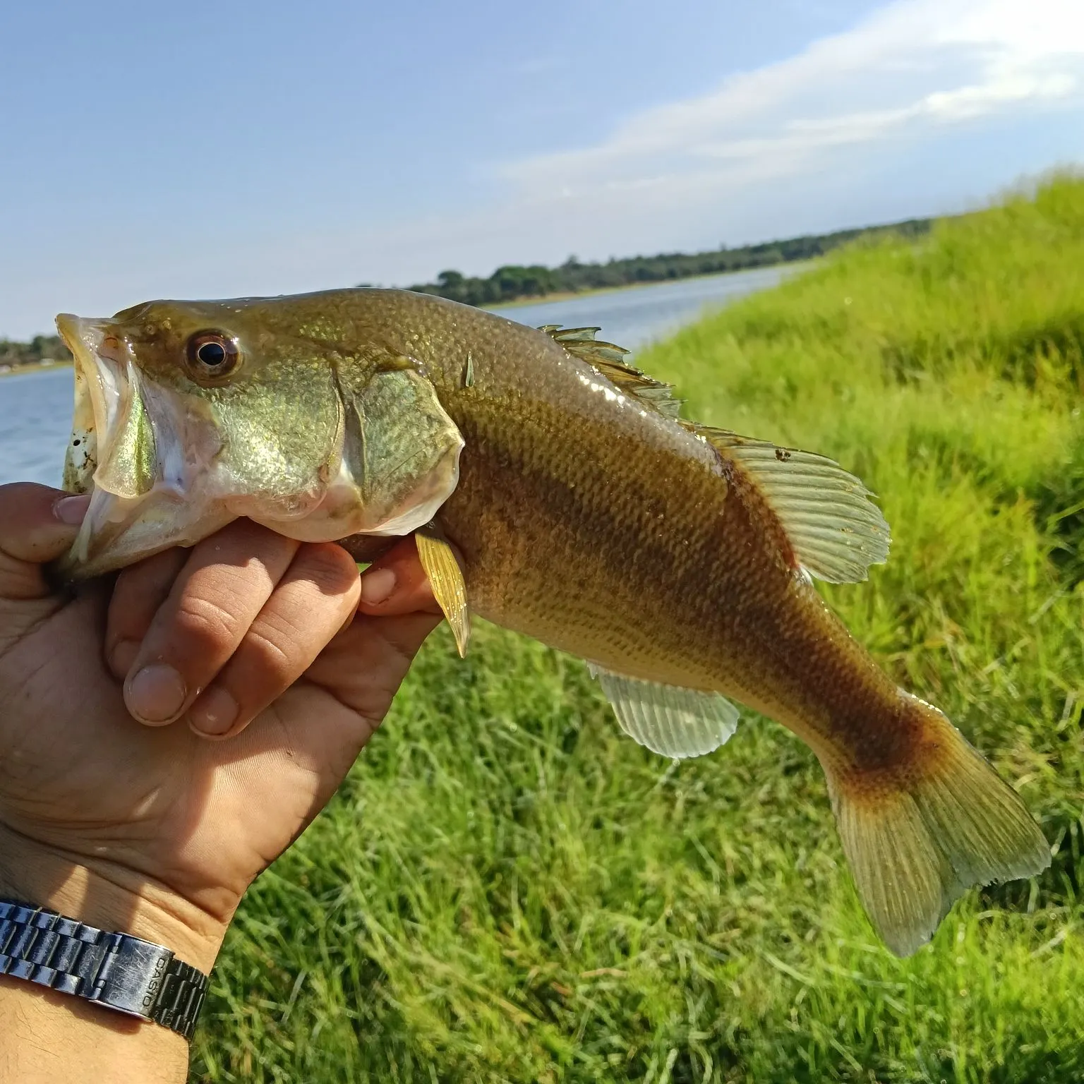 Largemouth bass caught on Fishbrain