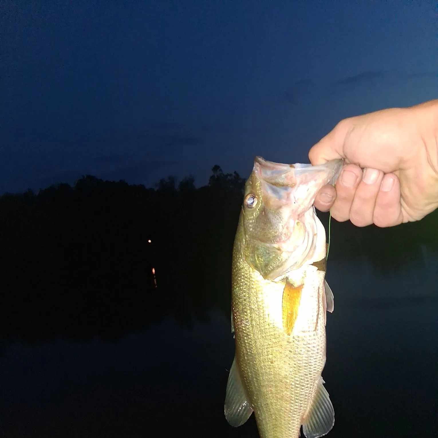 Largemouth bass caught on Fishbrain