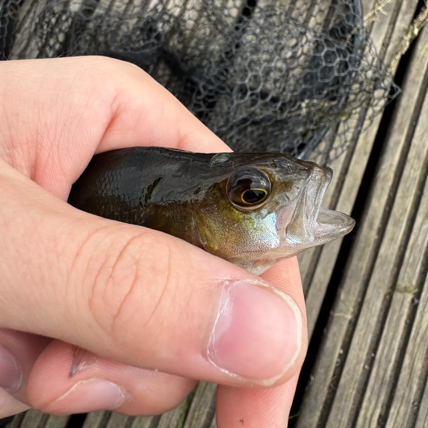 European perch caught on Fishbrain
