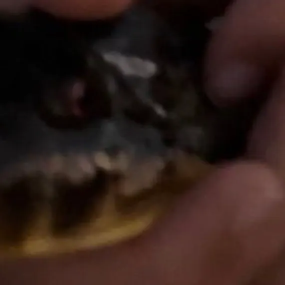 The most recent Oceanic puffer catches on Fishbrain